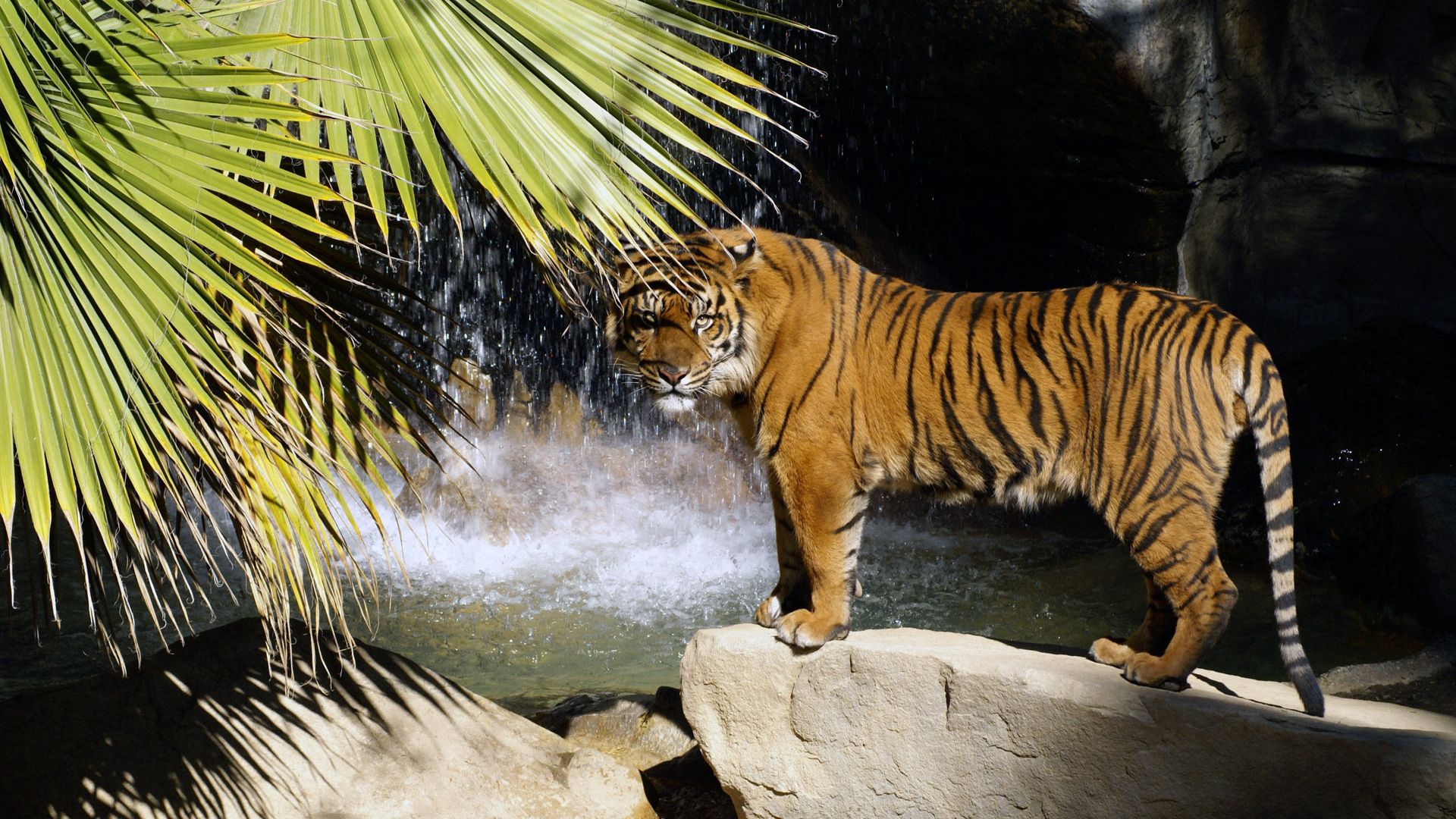 99351 скачать обои водопад, тигр, животные, дерево, камень, стоять - заставки и картинки бесплатно