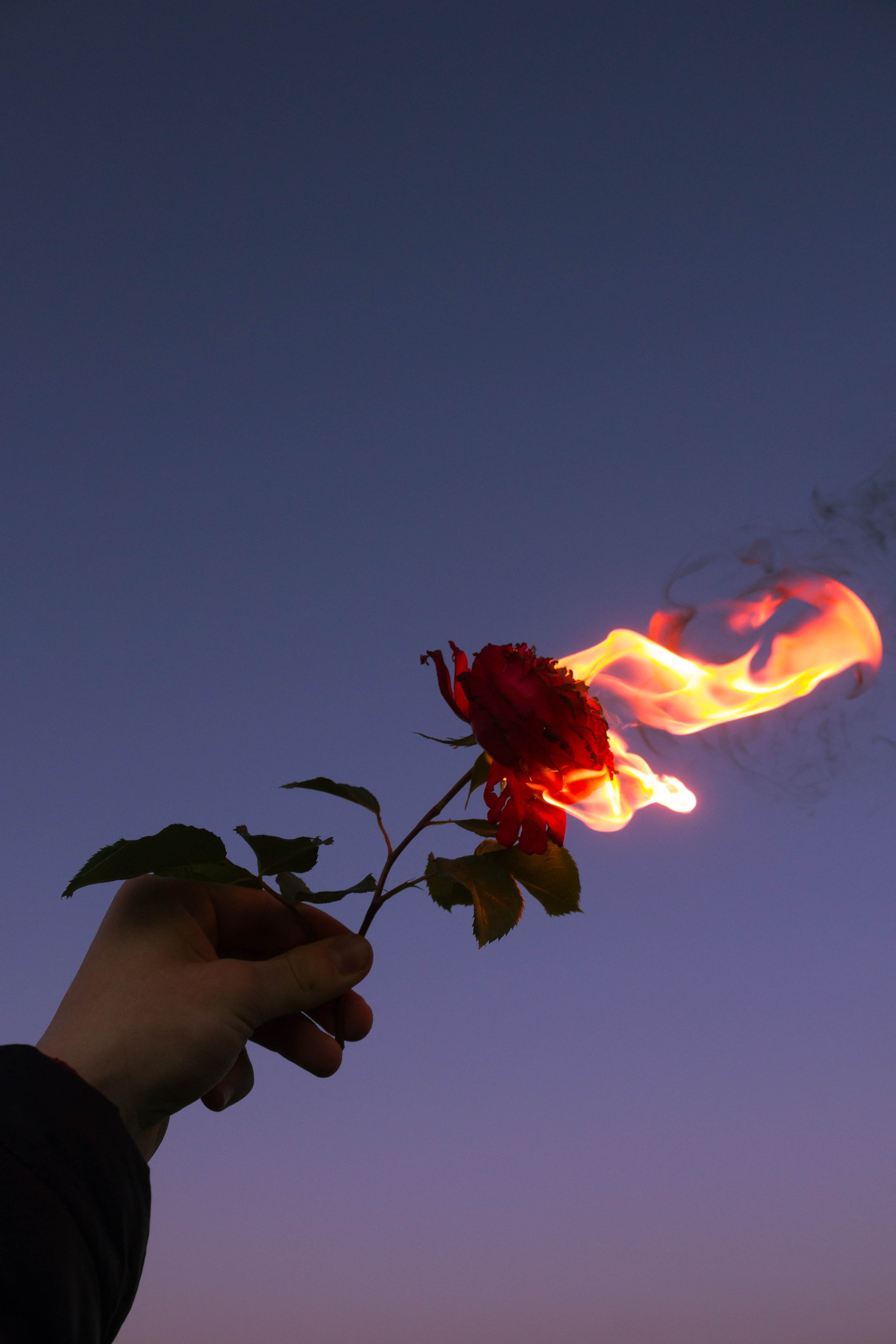 Download mobile wallpaper Hand, Fire, Rose, Miscellanea, Miscellaneous, Flower, Flame, Rose Flower for free.