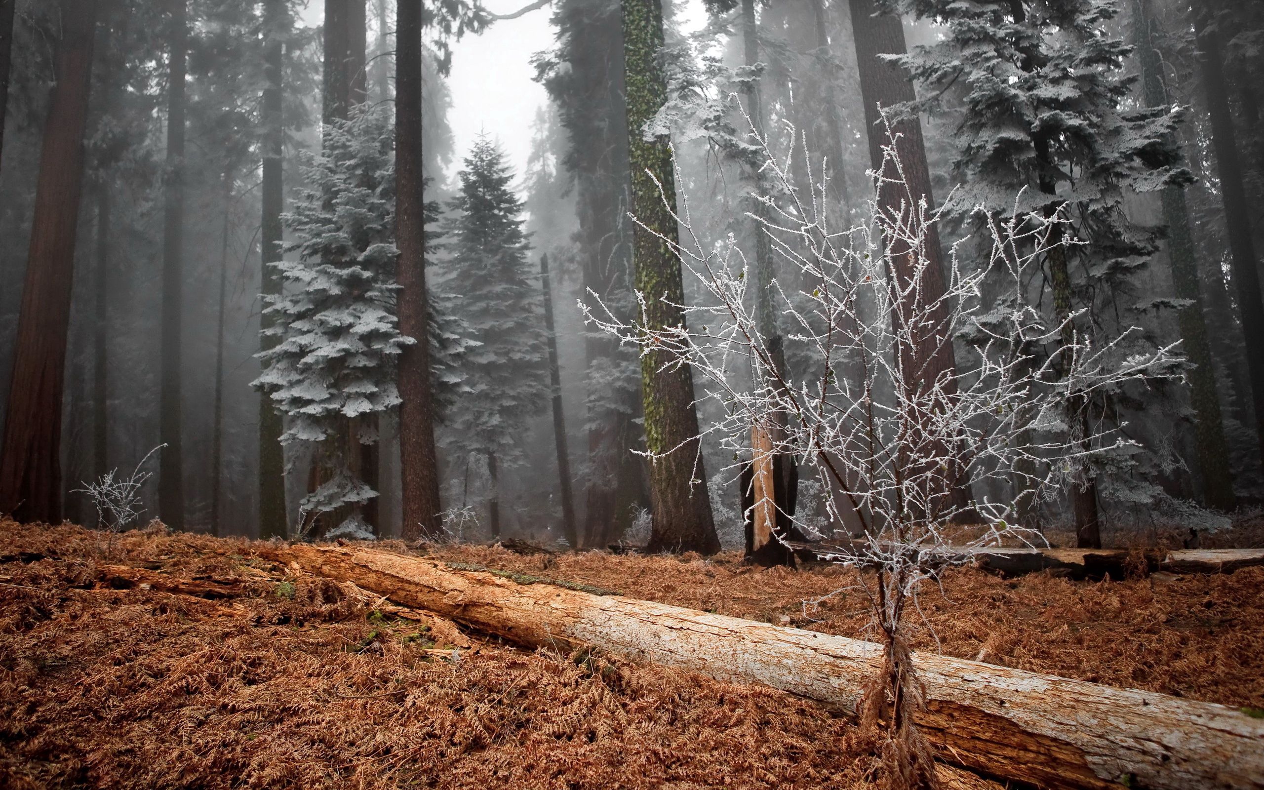 grass, nature, trees, bush, forest, frost, hoarfrost, withered, it's a sly, log Full HD
