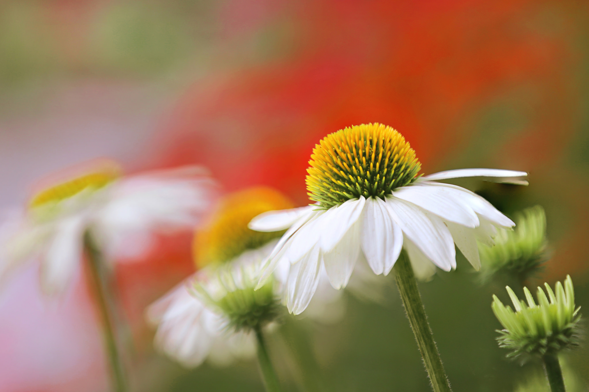 Download mobile wallpaper Nature, Flowers, Flower, Blur, Close Up, Earth, Daisy, White Flower for free.
