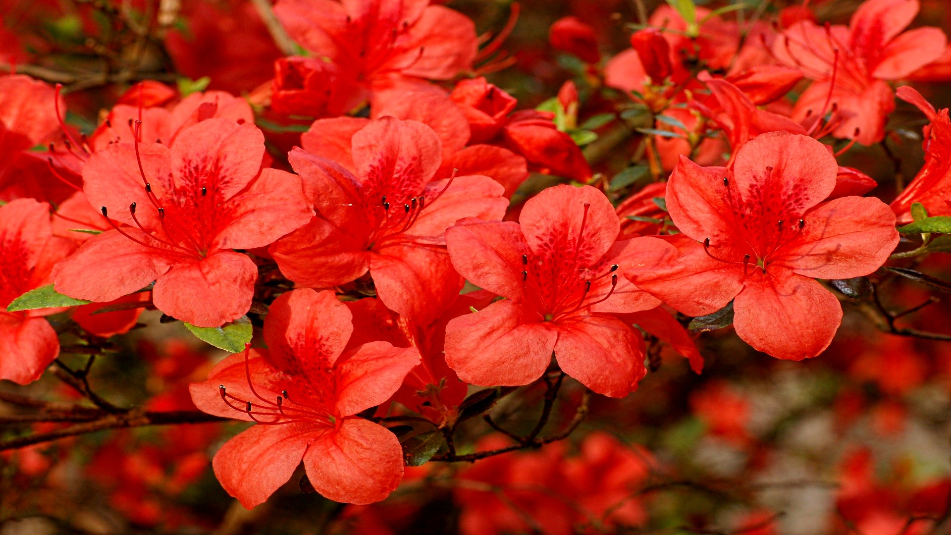 Die besten Rhododendron-Hintergründe für den Telefonbildschirm