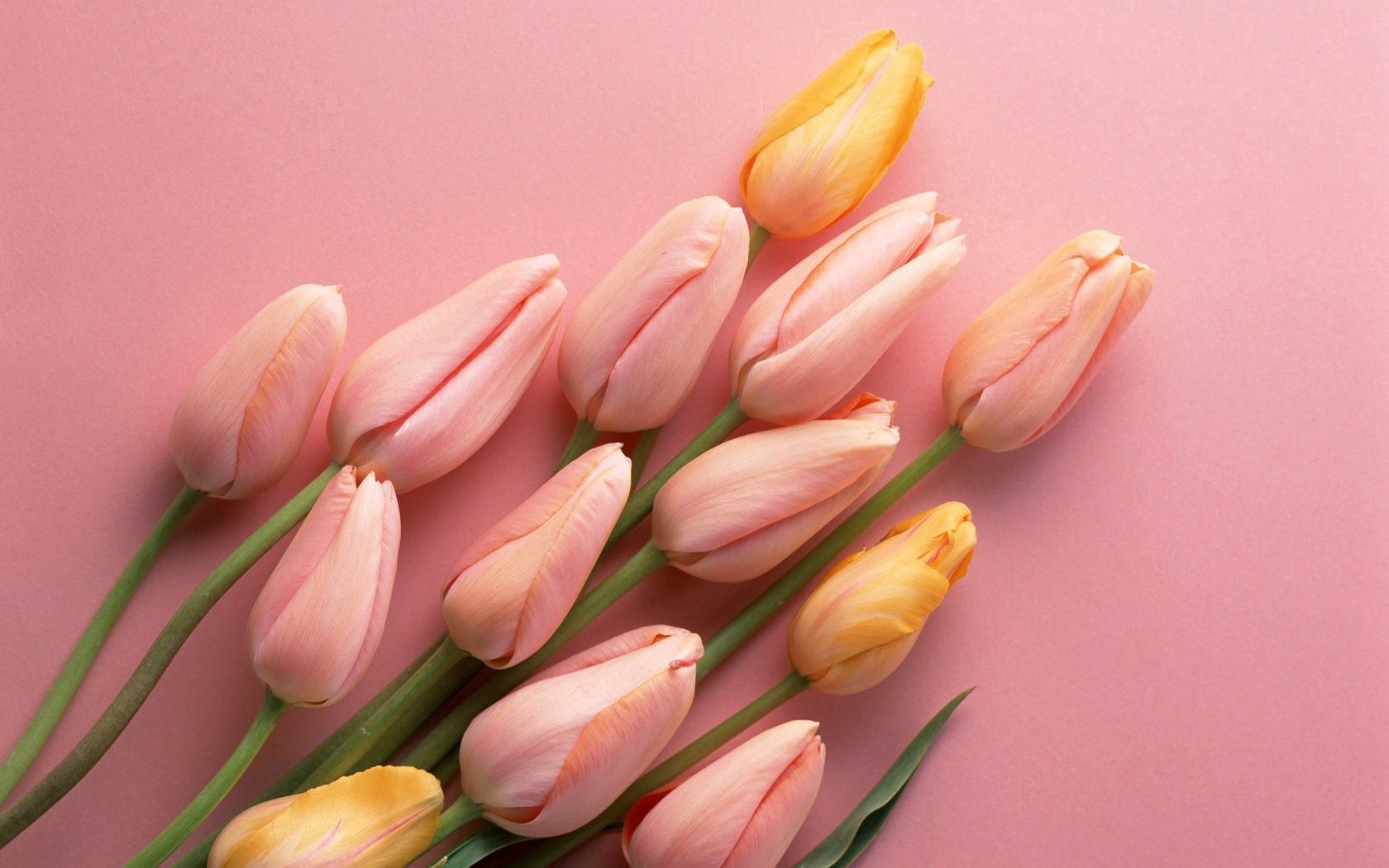 tulips, buds, flowers, to lie down, lie download HD wallpaper