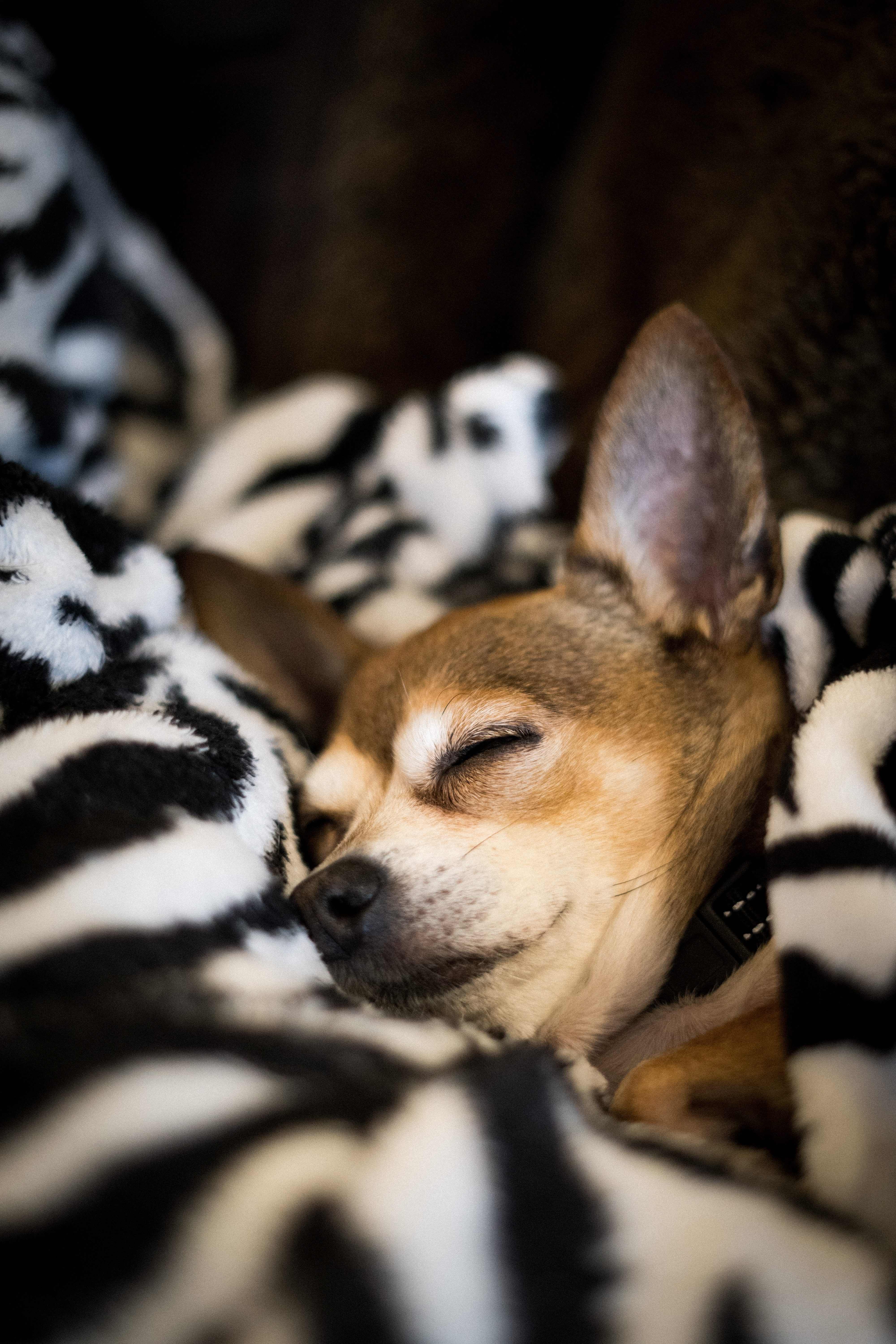 Download mobile wallpaper Blanket, Sleep, Chihuahua, Animals, Dream, Dog, Pet for free.