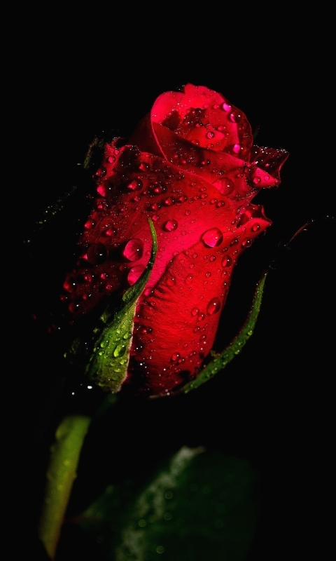 Free download Red On Black Gerbera Flower Wallpaper Wallpaper [1024x768]  for your Desktop, Mobile & Tablet | Explore 54+ Red Flower Black Background  | Red Rose Flower Background, Red Roses Black Background,