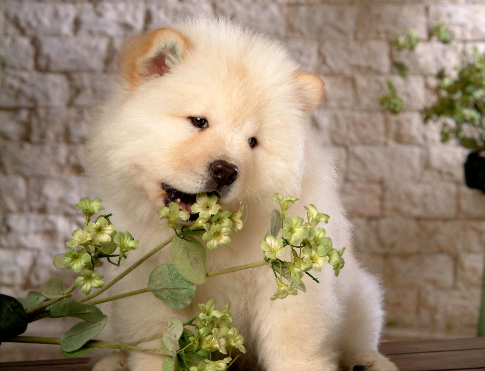 animal, samoyed, dog, flower, plant, puppy, dogs
