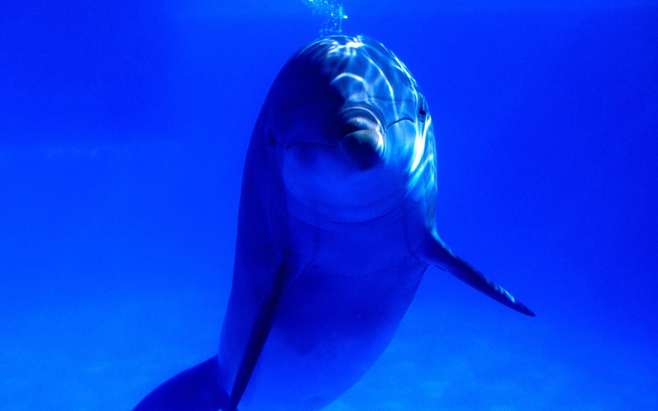 23703 Hintergrundbild herunterladen delfine, tiere, sea, blau - Bildschirmschoner und Bilder kostenlos