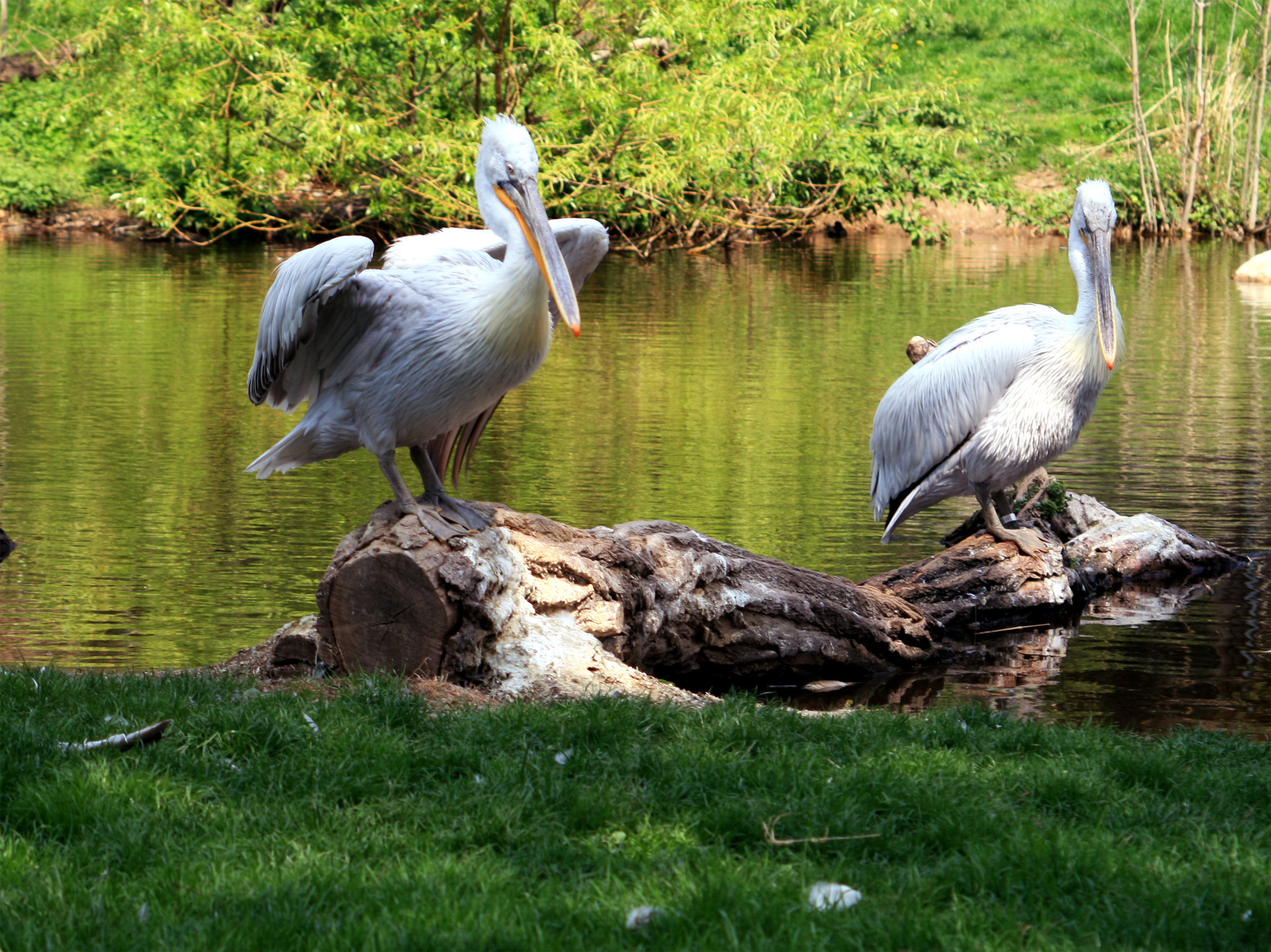 294715 Bild herunterladen tiere, pelikan, vögel - Hintergrundbilder und Bildschirmschoner kostenlos