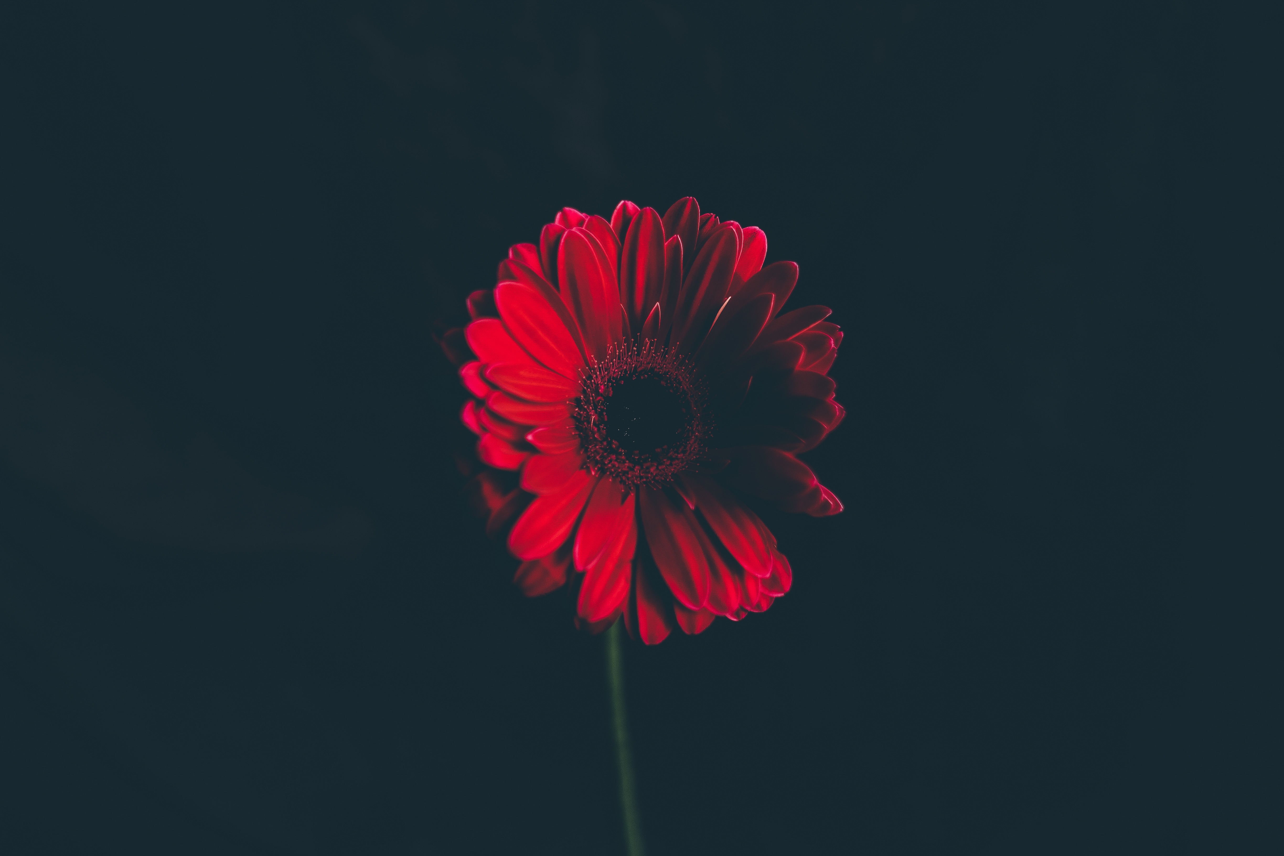 stalk, flower, bud, black background, flowers, red, stem