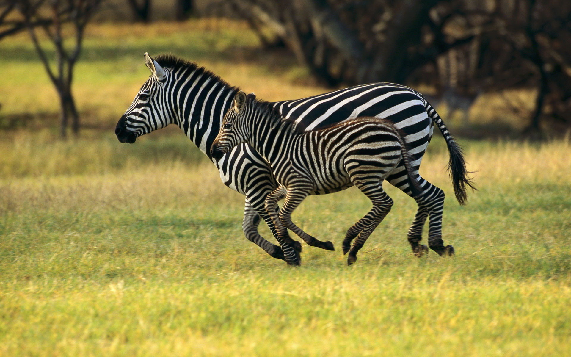 zebra, animal