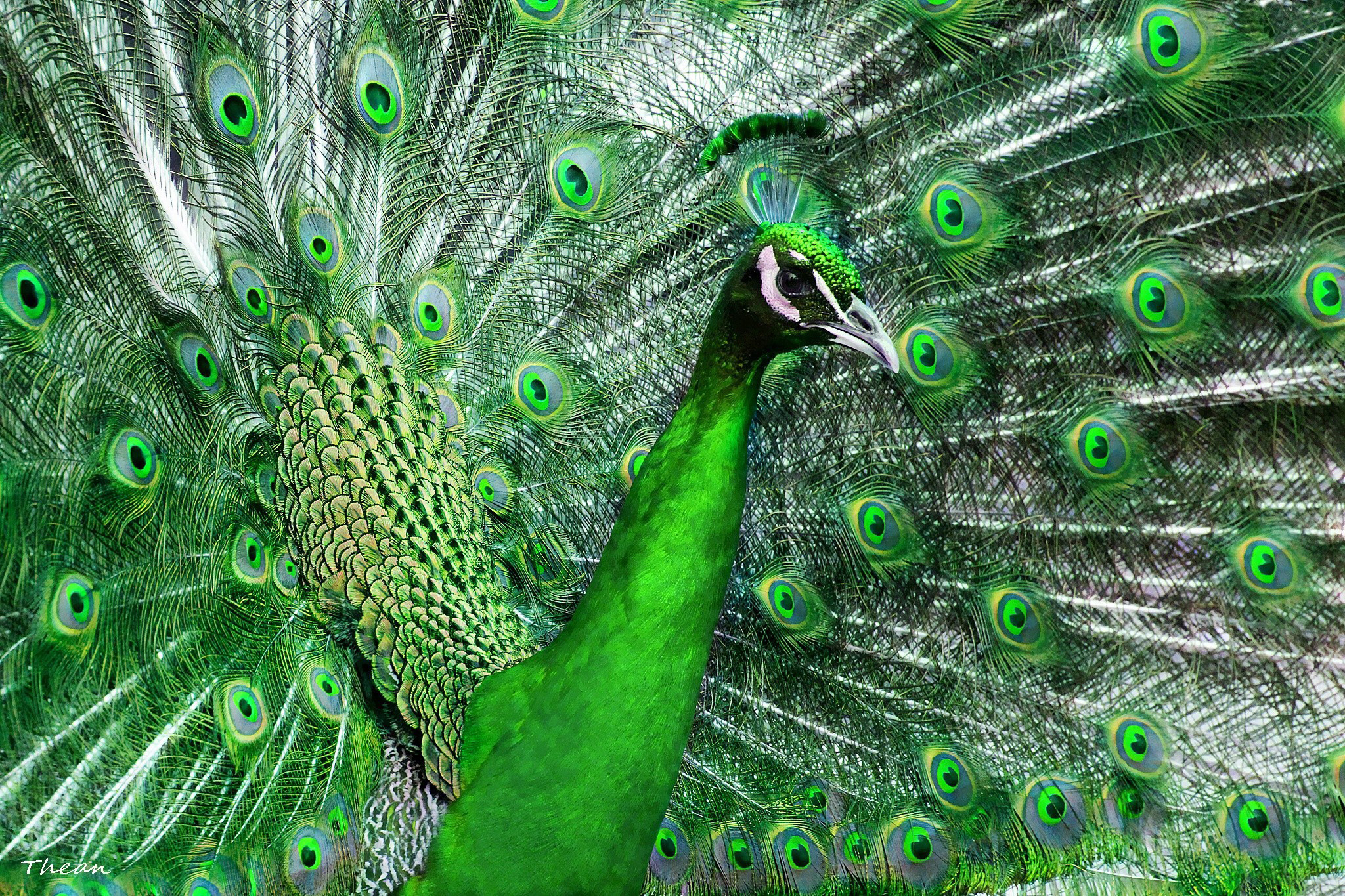 peacock, animal, birds FHD, 4K, UHD