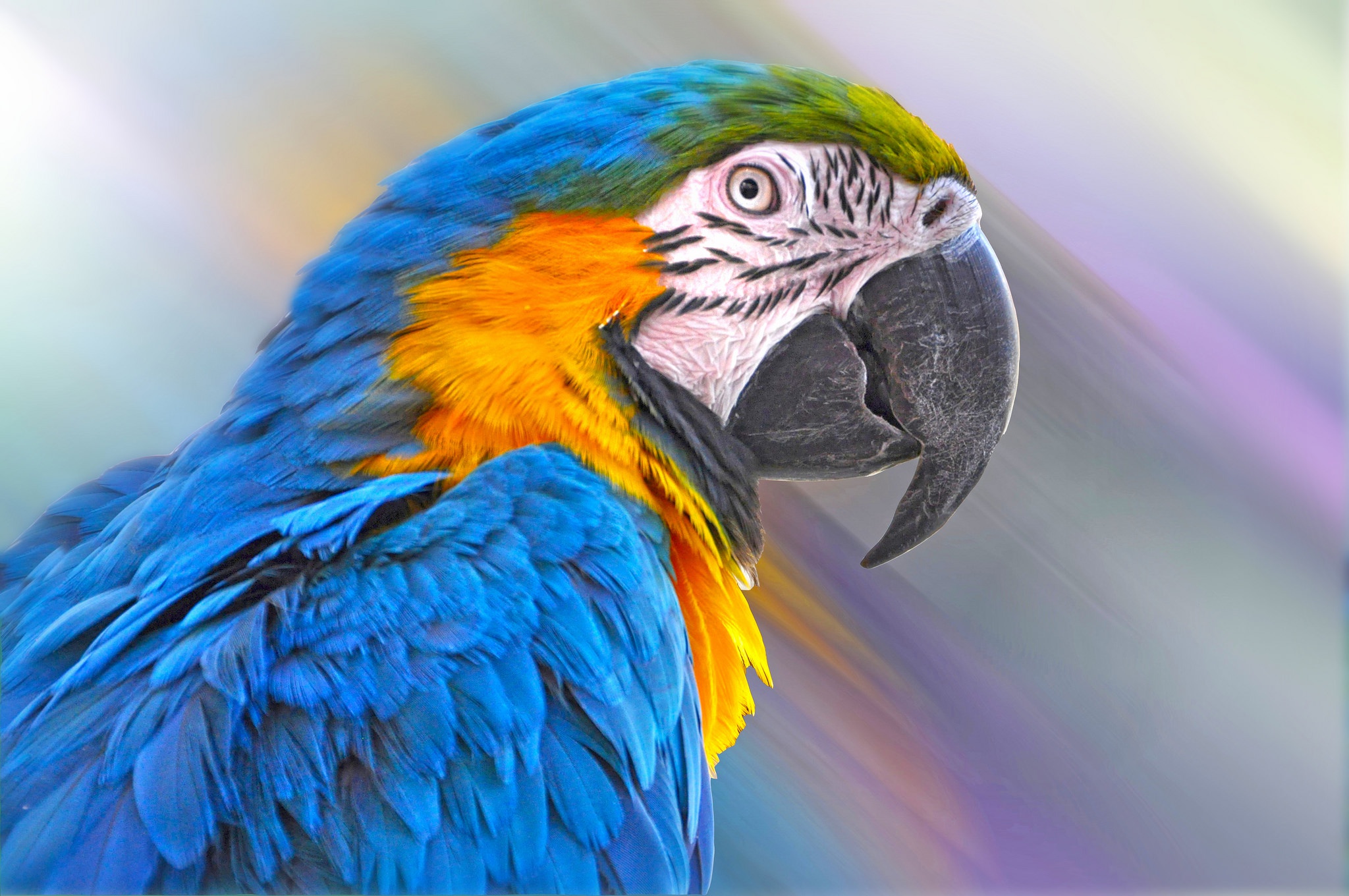 404870 Hintergrundbild herunterladen tiere, gelbbrustara, schnabel, vogel, ara, vögel - Bildschirmschoner und Bilder kostenlos