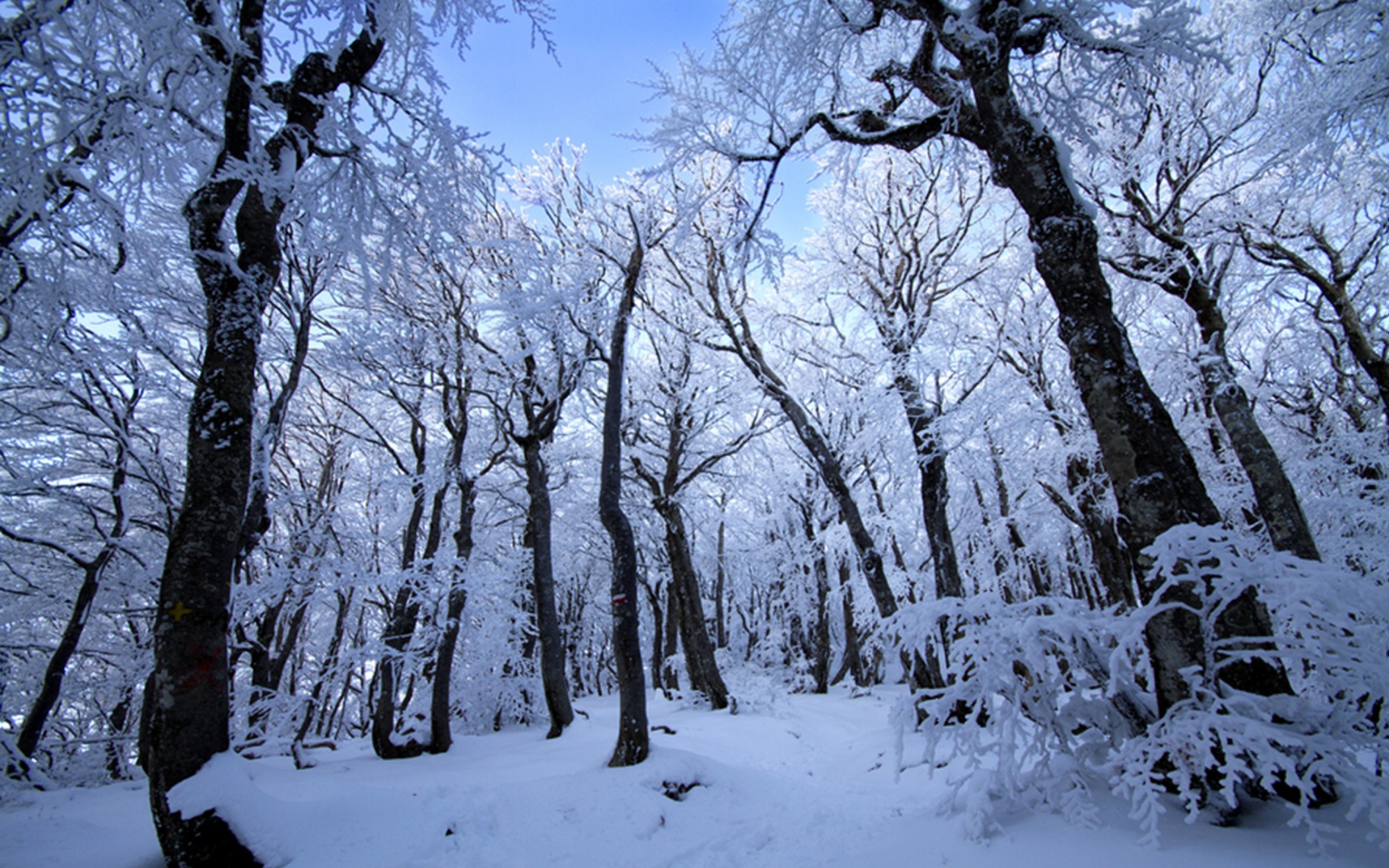Зима Гуща прямые деревья