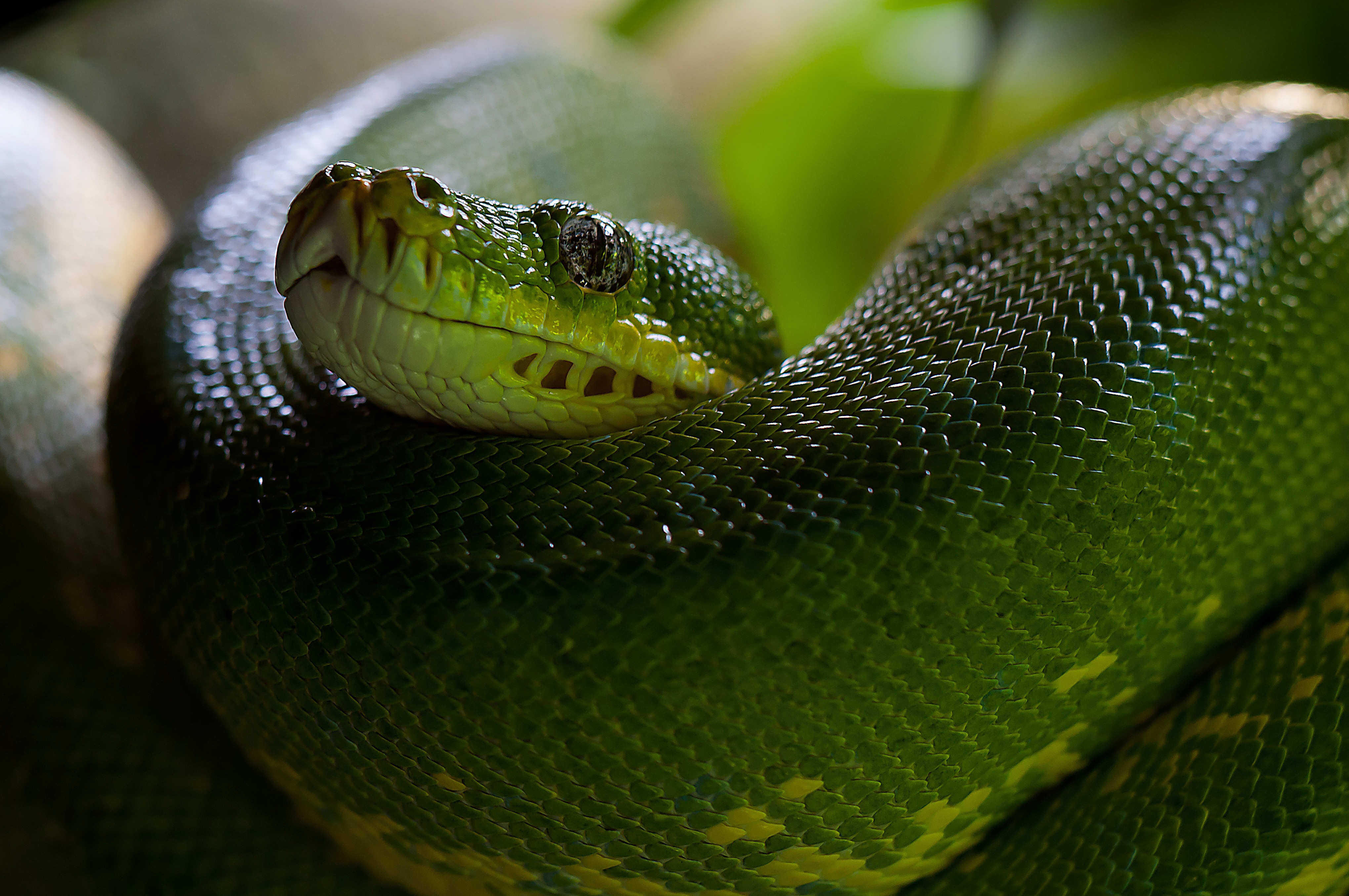 scales, animals, snake, head, scale, python Aesthetic wallpaper