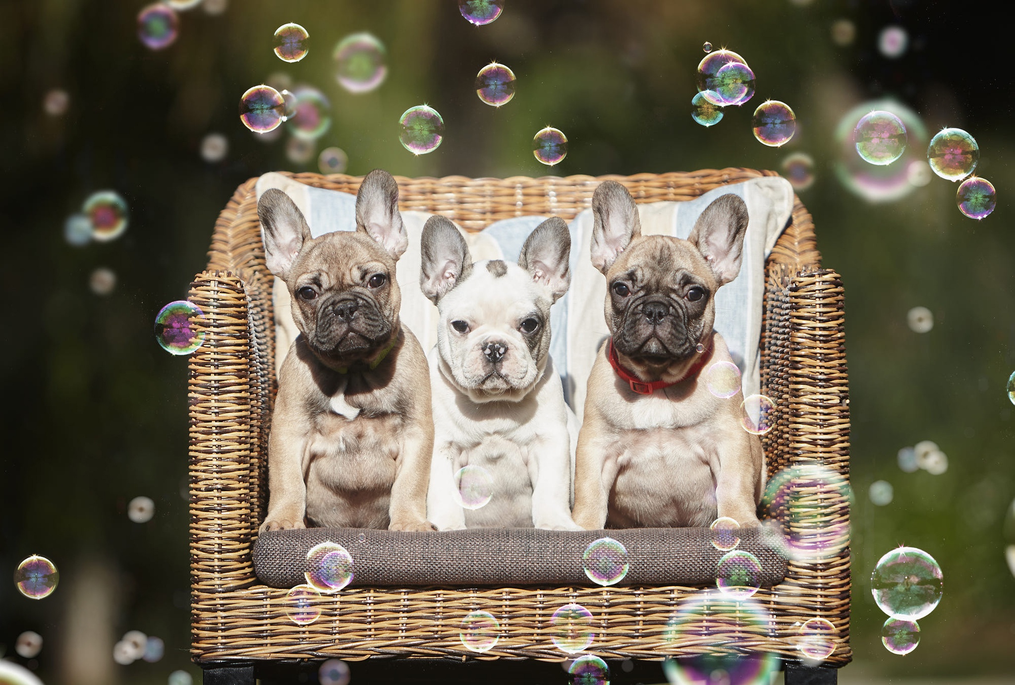 Download mobile wallpaper Dogs, Dog, Animal, Puppy, Bubble, French Bulldog, Baby Animal for free.