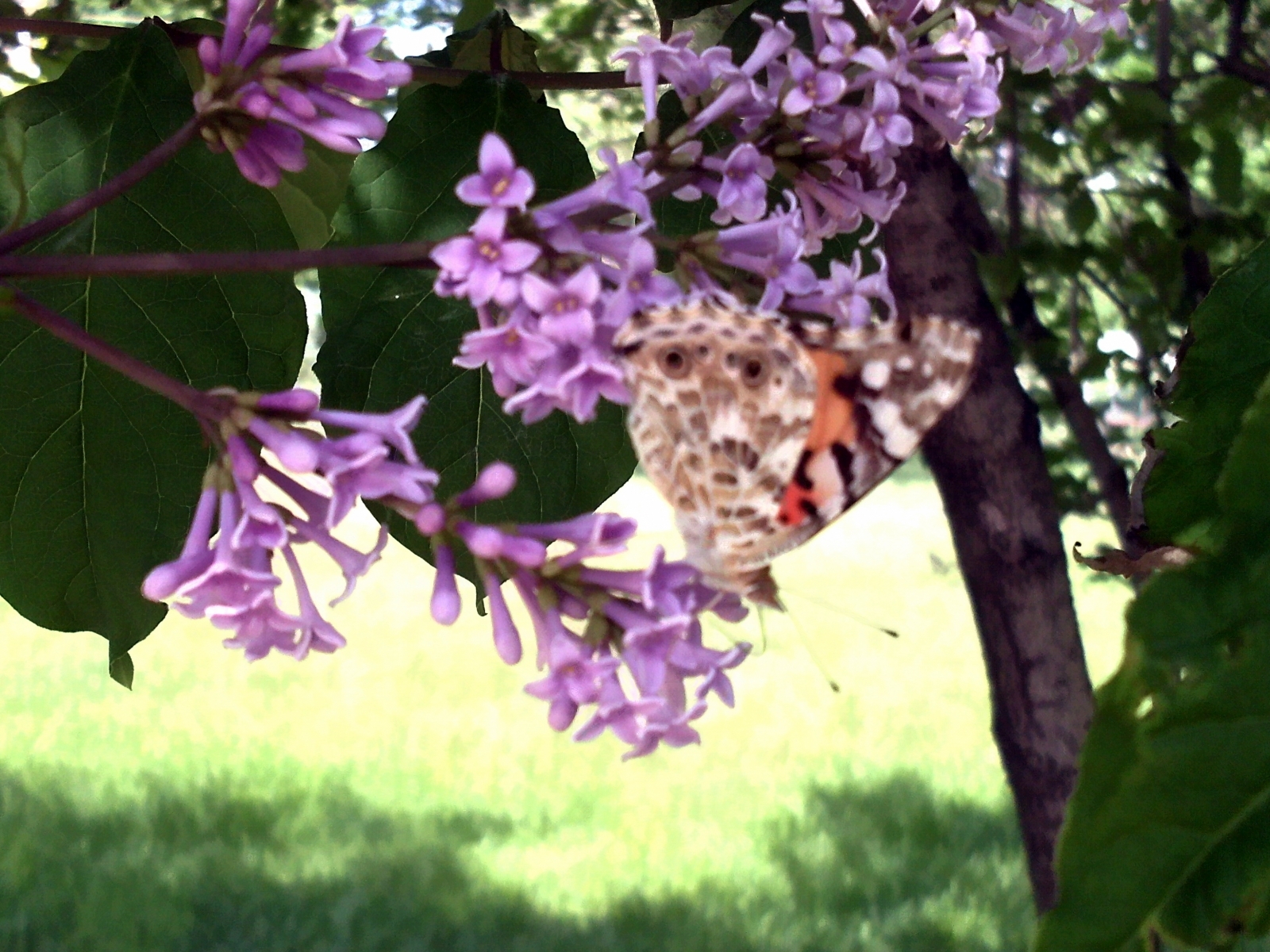 Laden Sie das Pflanzen, Insekten, Schmetterlinge-Bild kostenlos auf Ihren PC-Desktop herunter