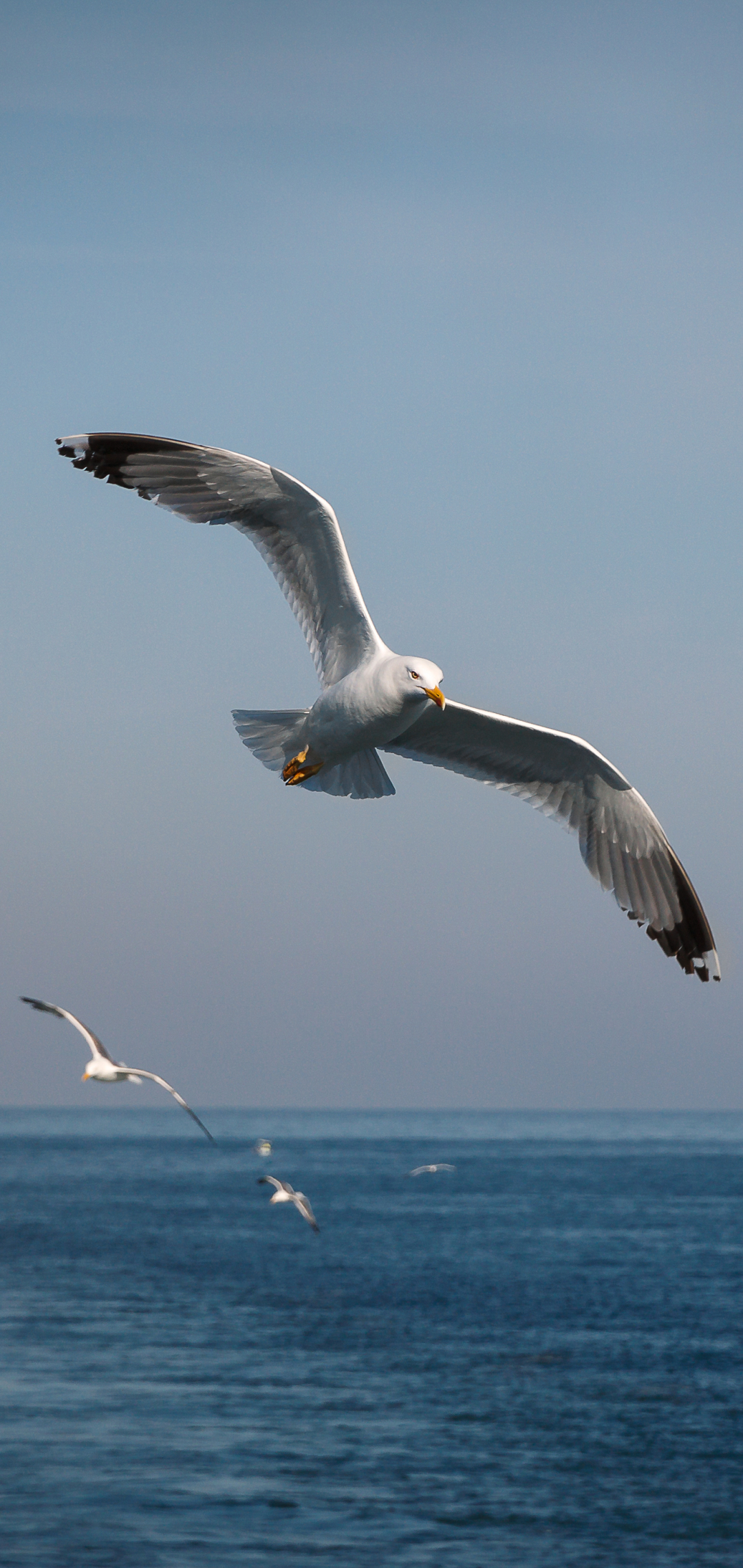 Download mobile wallpaper Birds, Sea, Bird, Flight, Animal, Seagull, Seascape for free.