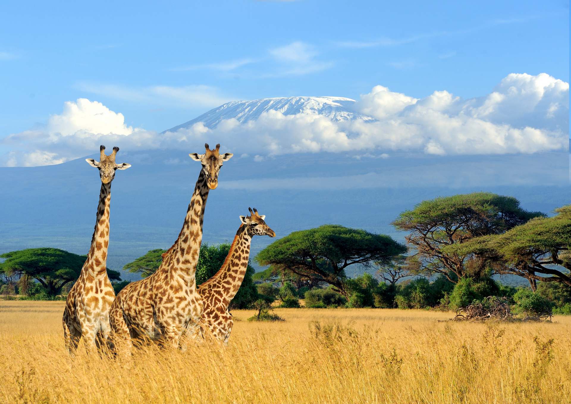 Кения Килиманджаро Жирафы