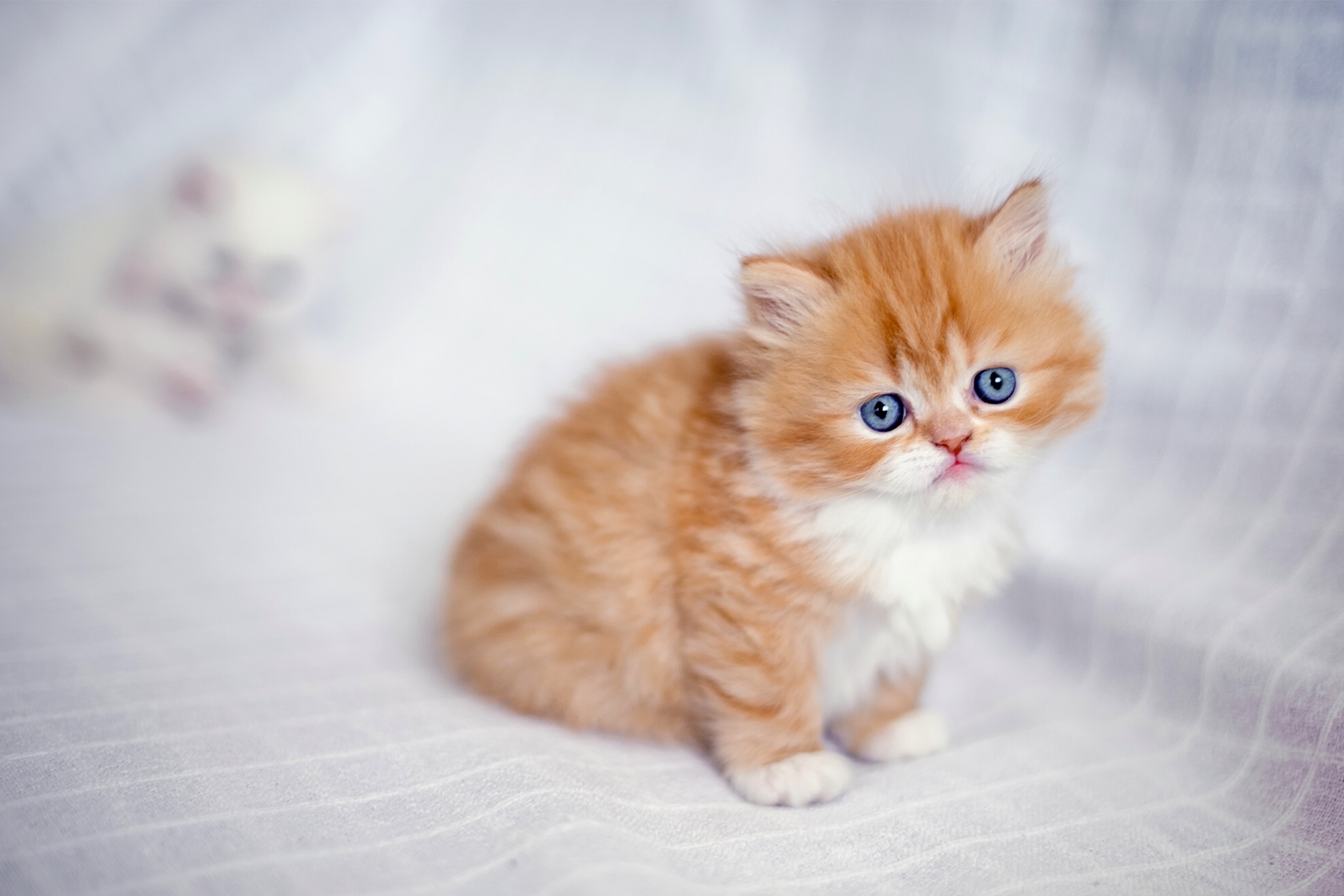 Маленький рыжий пушистый котенок