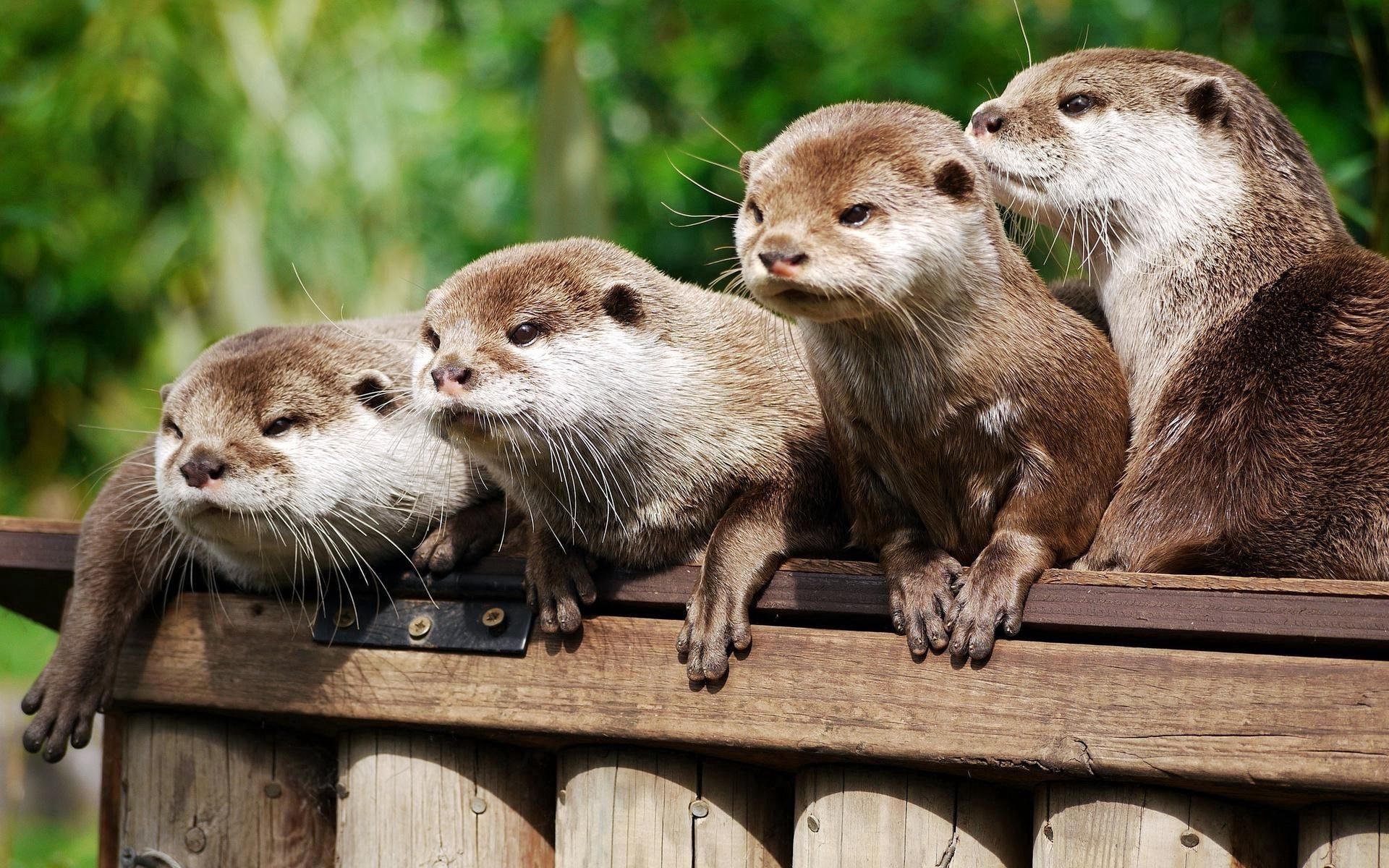 animals, otters, logs