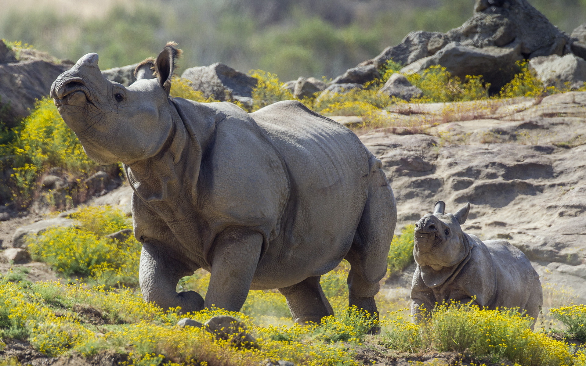 Free HD rhinoceros, animal, rhino