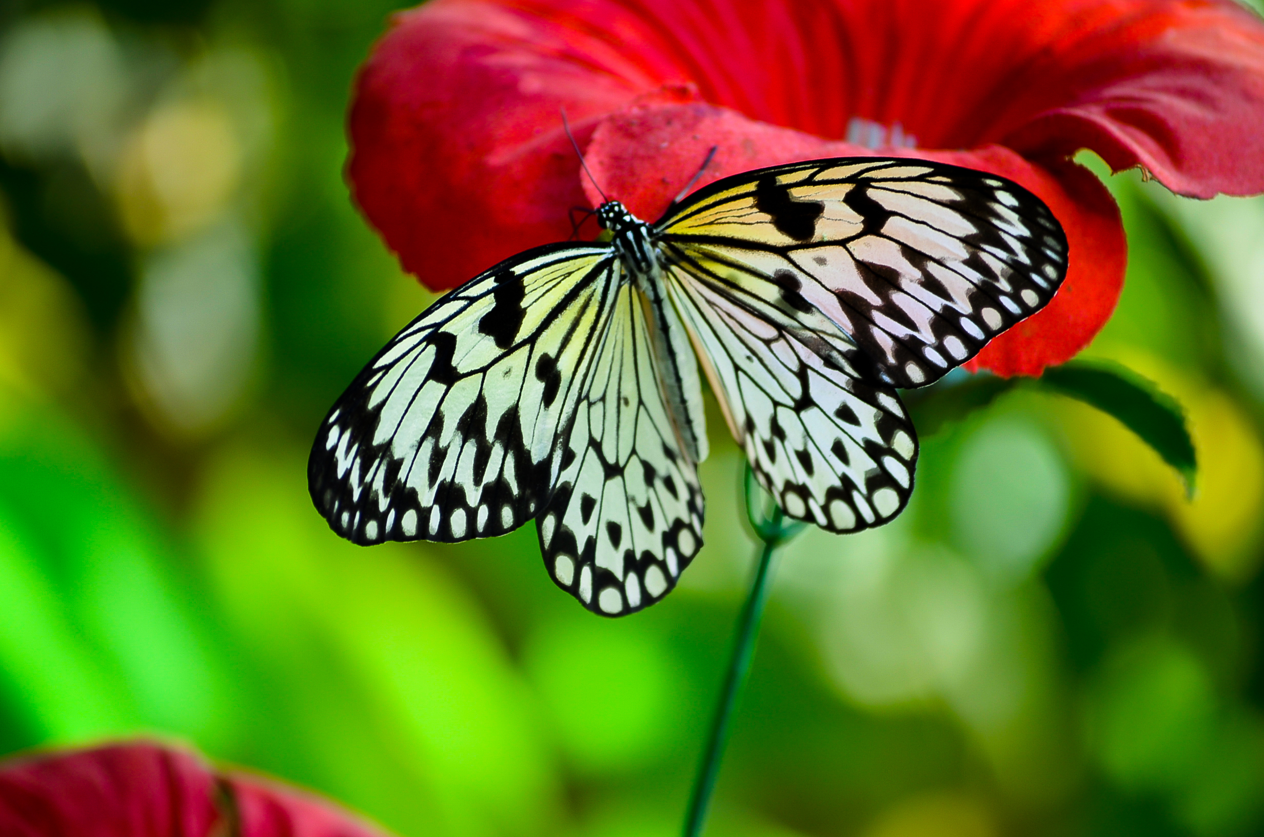 Красивые бабочки на цветах. Бабочки. Яркие бабочки. Красивые бабочки. Бабочка на цветке.