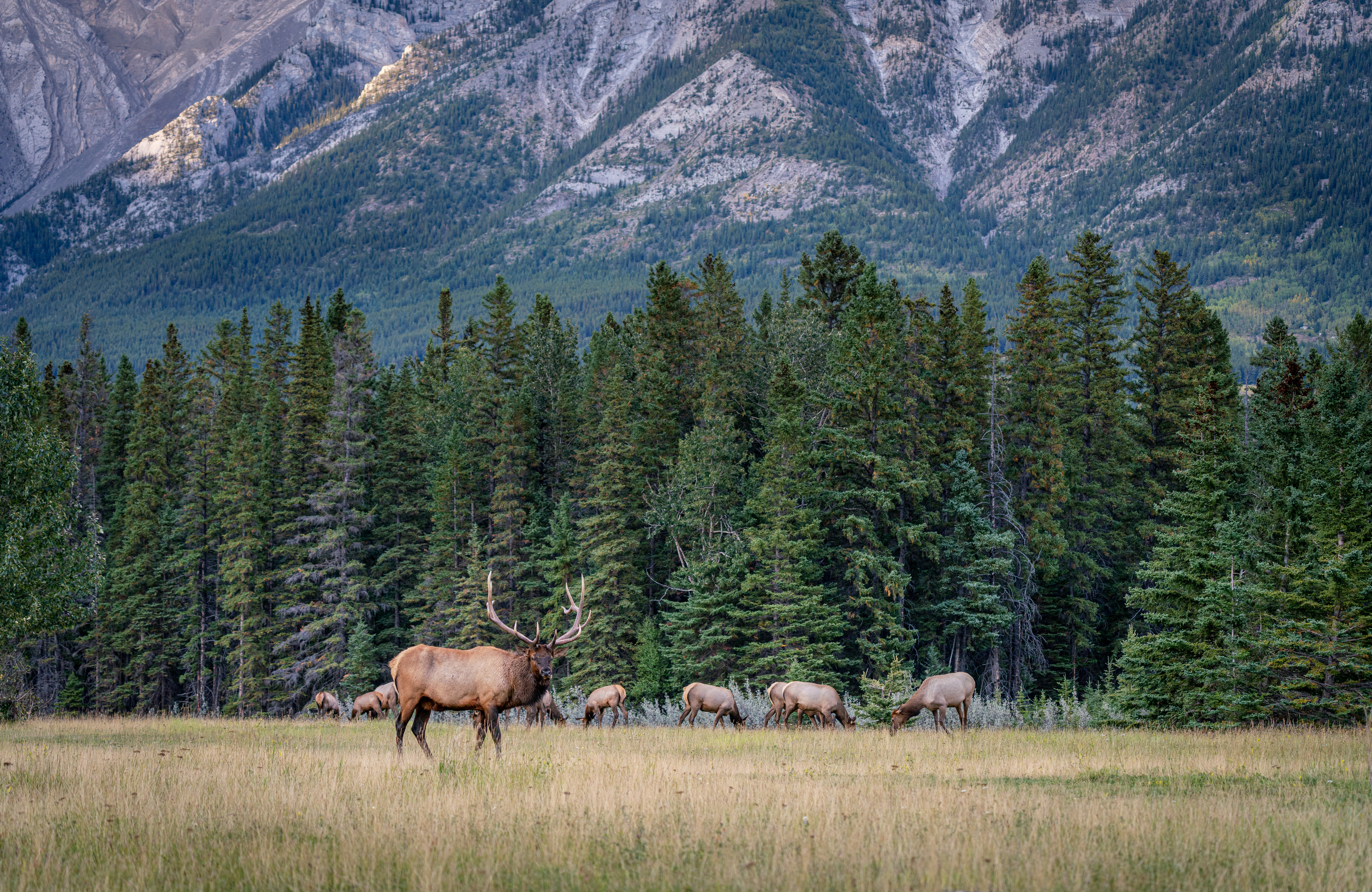 959878 Bild herunterladen tiere, hirsch, banff nationalpark, kanada - Hintergrundbilder und Bildschirmschoner kostenlos