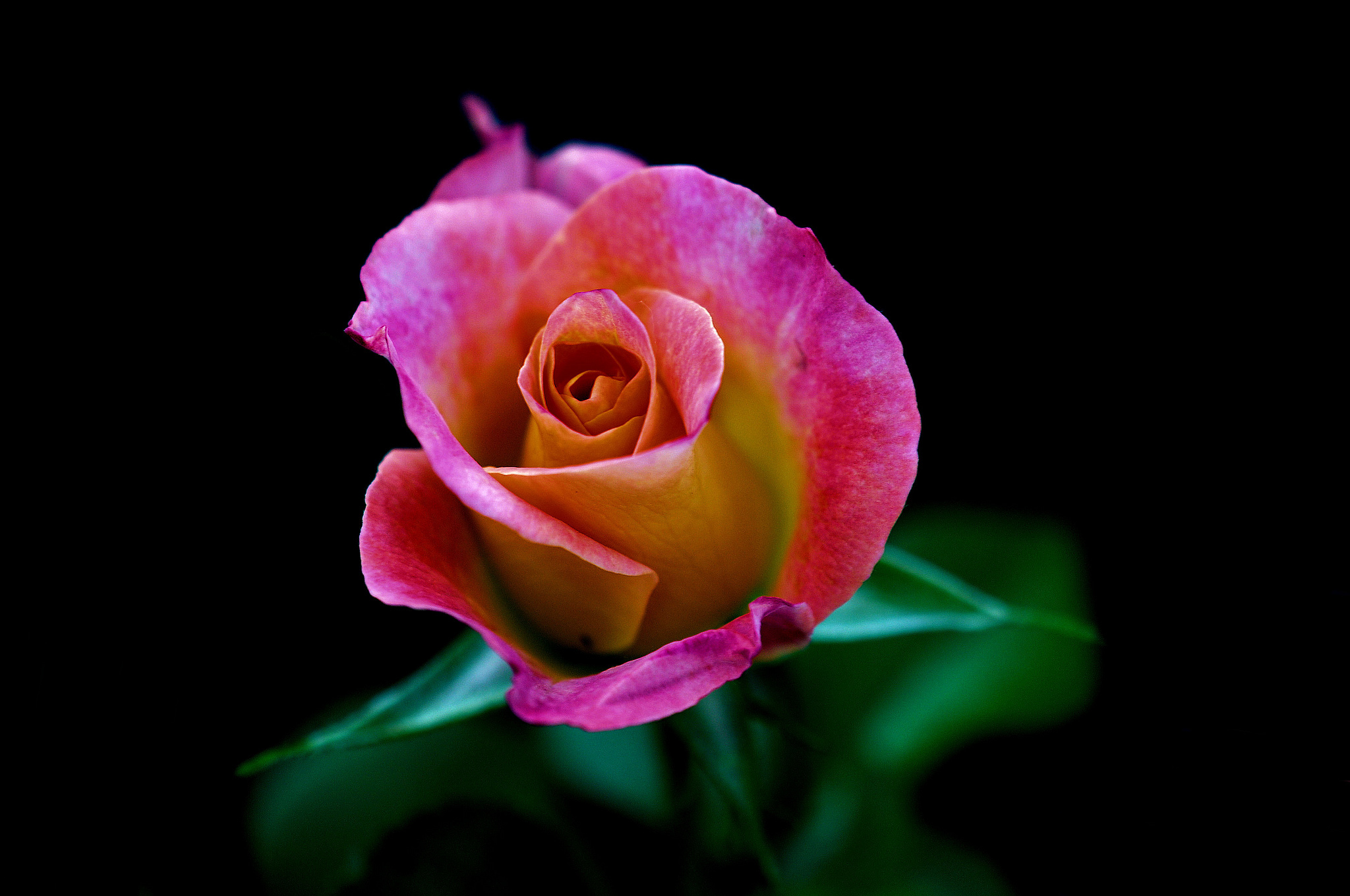 Розовые цветы на темном фоне