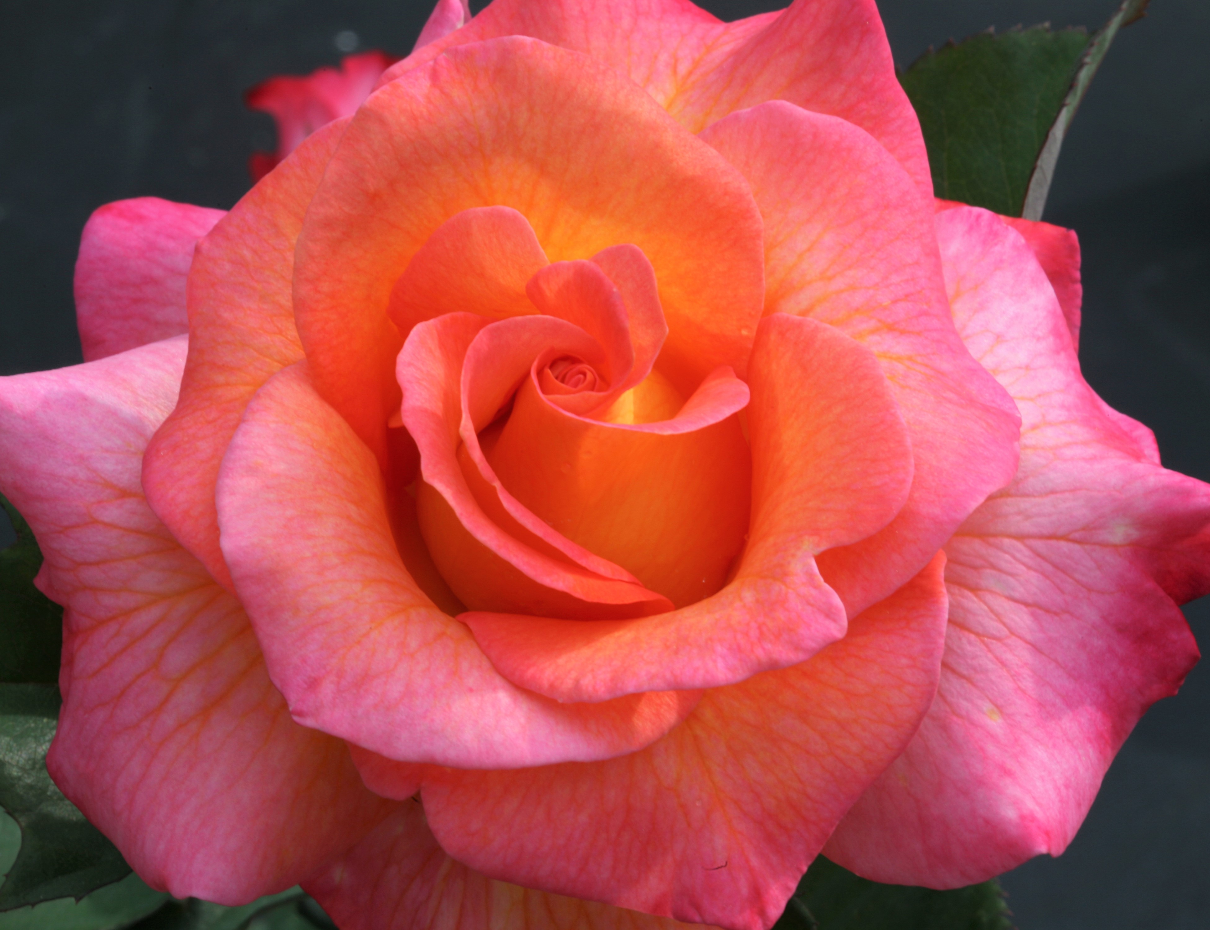 амстердам пинк флорибунда роза