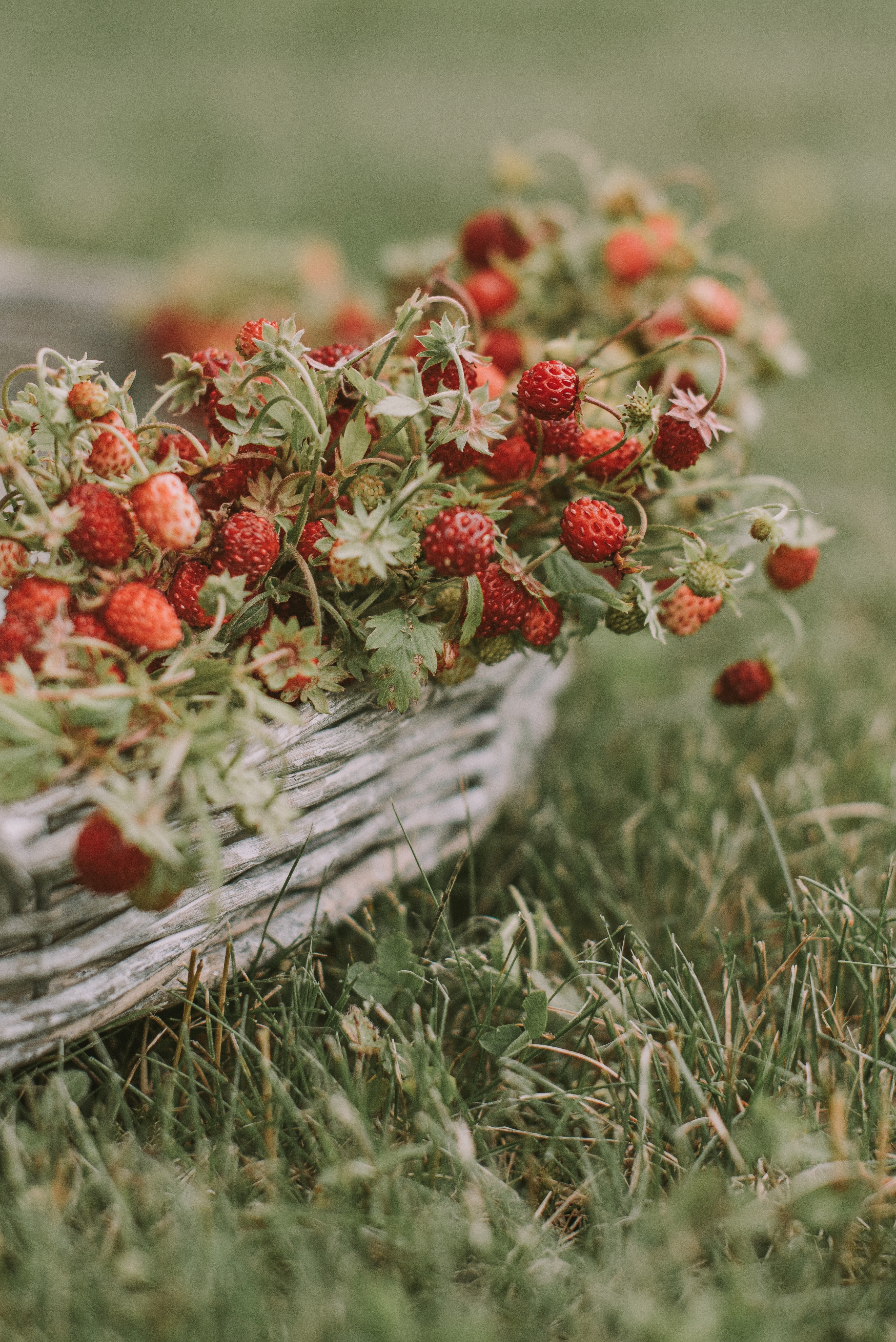 137893 Hintergrundbild herunterladen lebensmittel, erdbeere, grass, berries, korb, reif, wilde erdbeeren - Bildschirmschoner und Bilder kostenlos