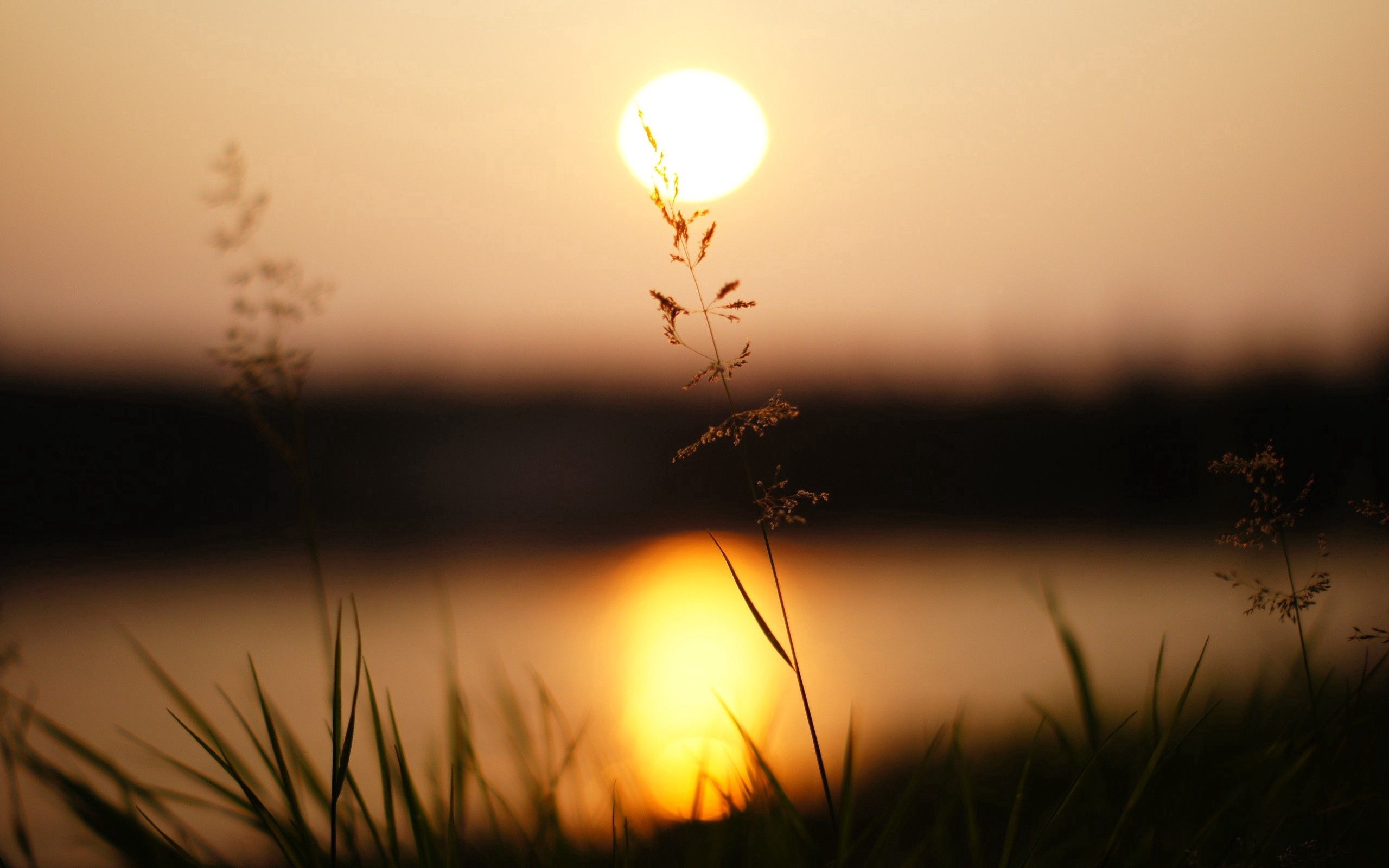 sunlight, sunset, grass, macro Phone Background