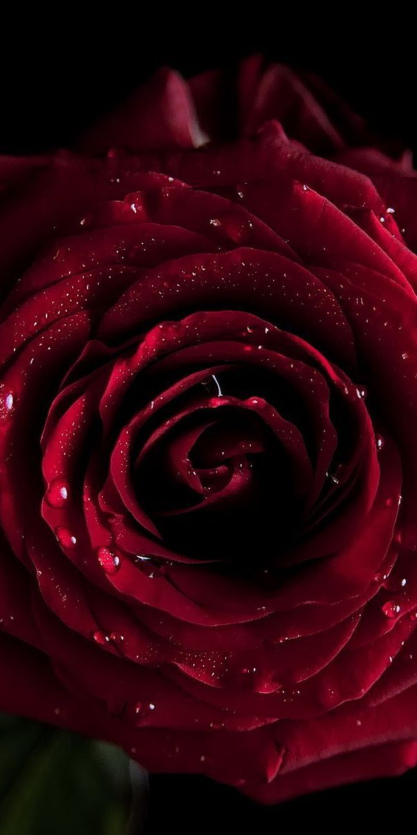 Красивая розы гиф. Красные розы. Темно бордовые розы. Шикарные красные розы.