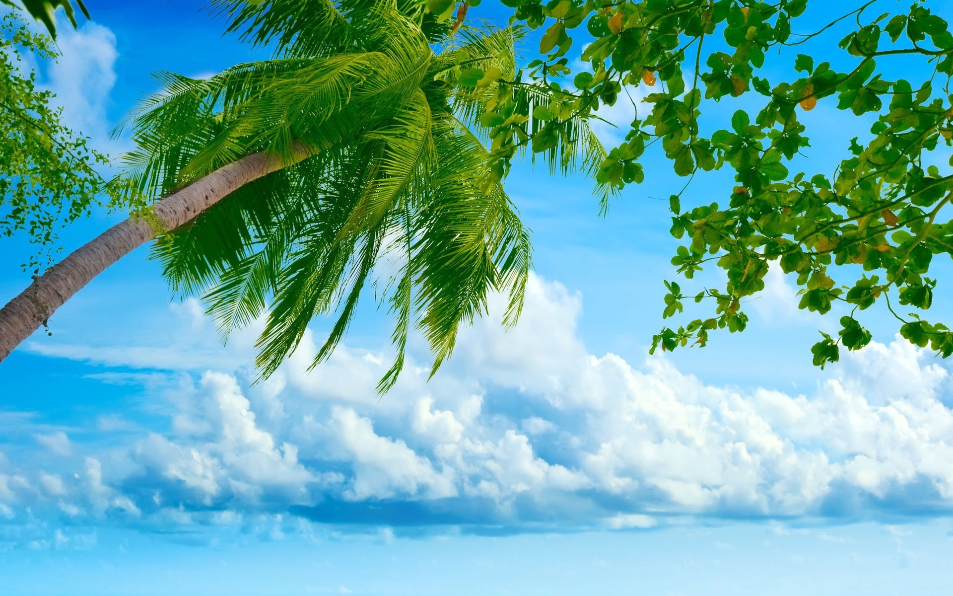 Download mobile wallpaper Clouds, Sea, Palms, Landscape for free.