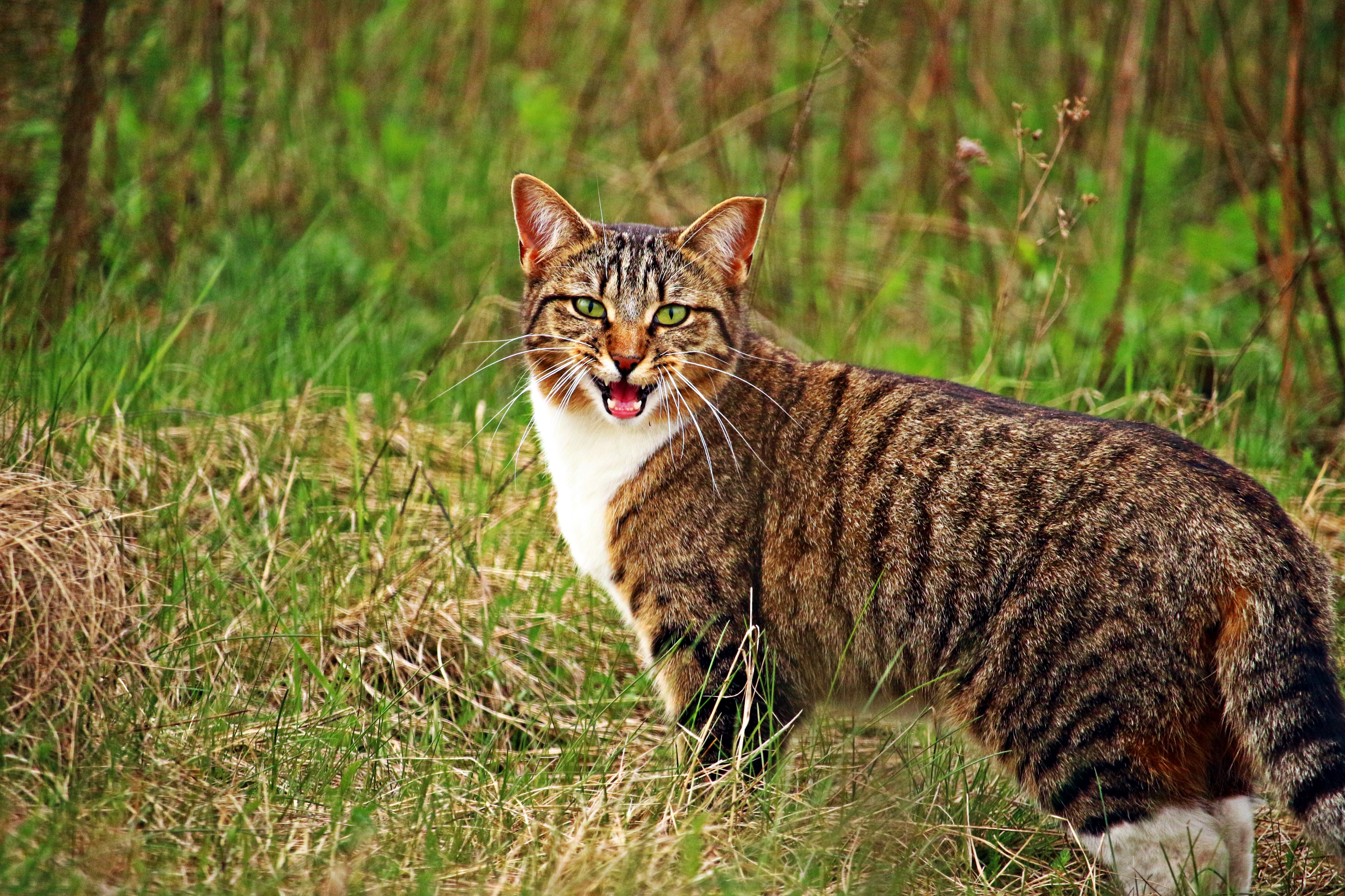Download mobile wallpaper Scream, Grass, Cat, Cry, Animals for free.