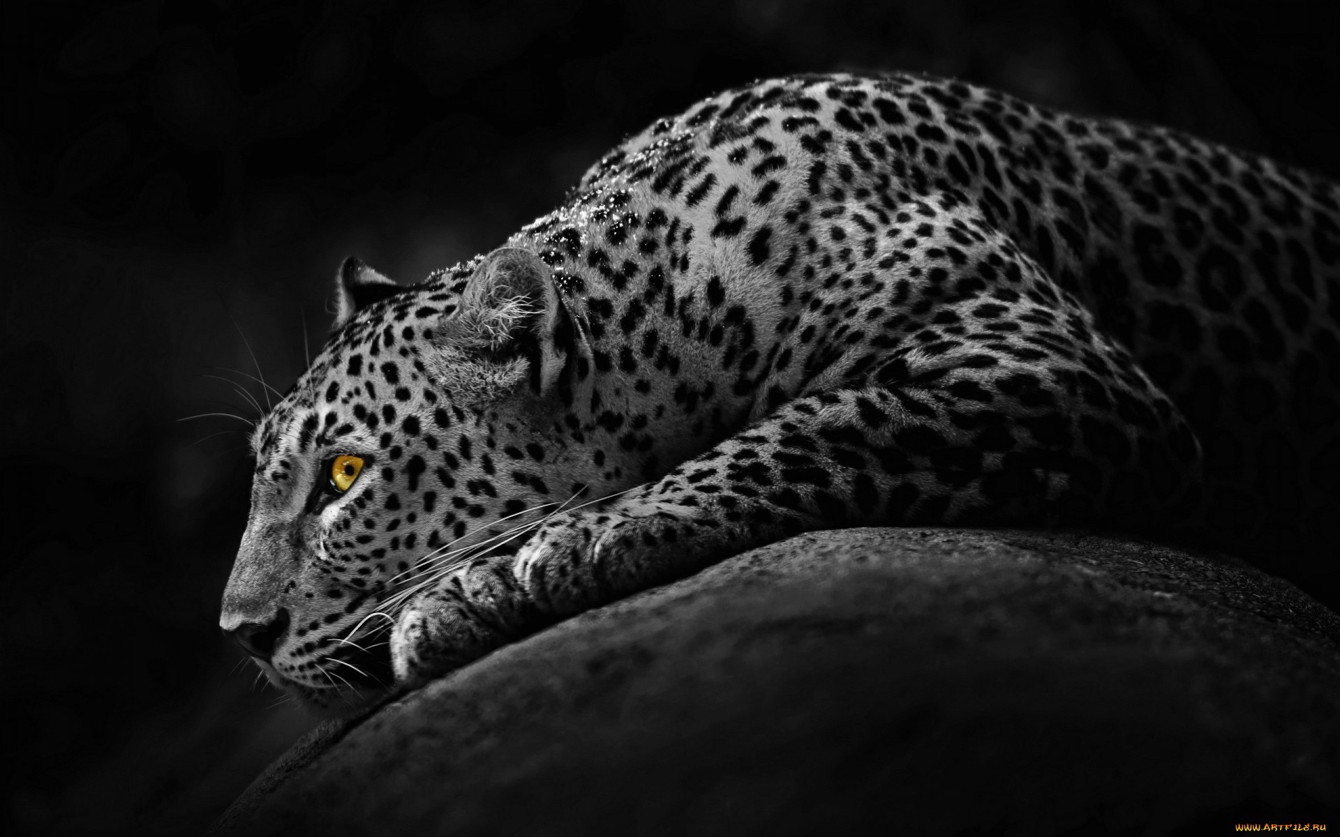 Baixar papel de parede para celular de Leopardo, Animais gratuito.
