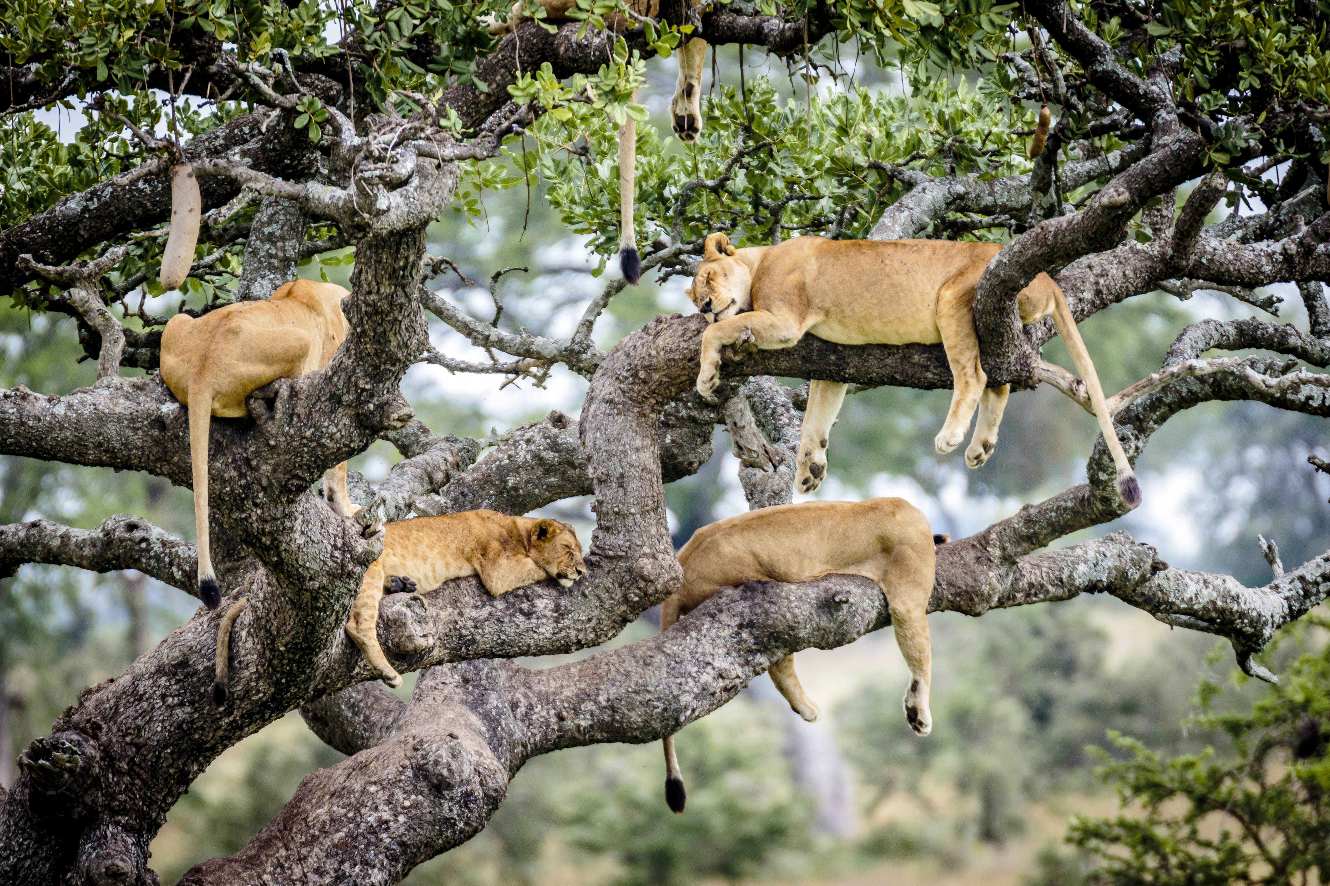 Кто живет на дереве. Лев с прайдом в саванне. Лев на дереве. Львы лазают по деревьям.