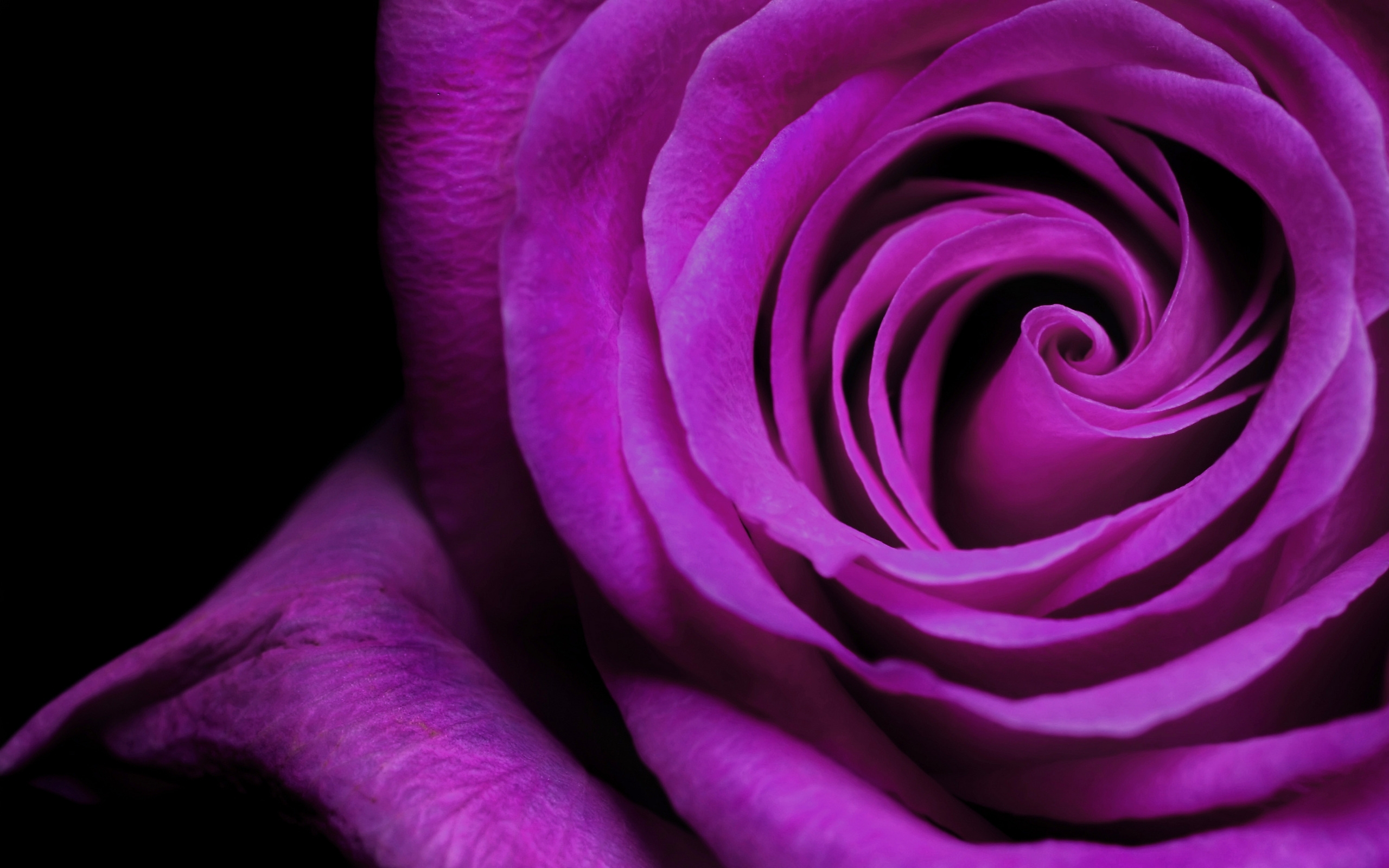 Download mobile wallpaper Plants, Violet, Flowers, Background, Roses for free.