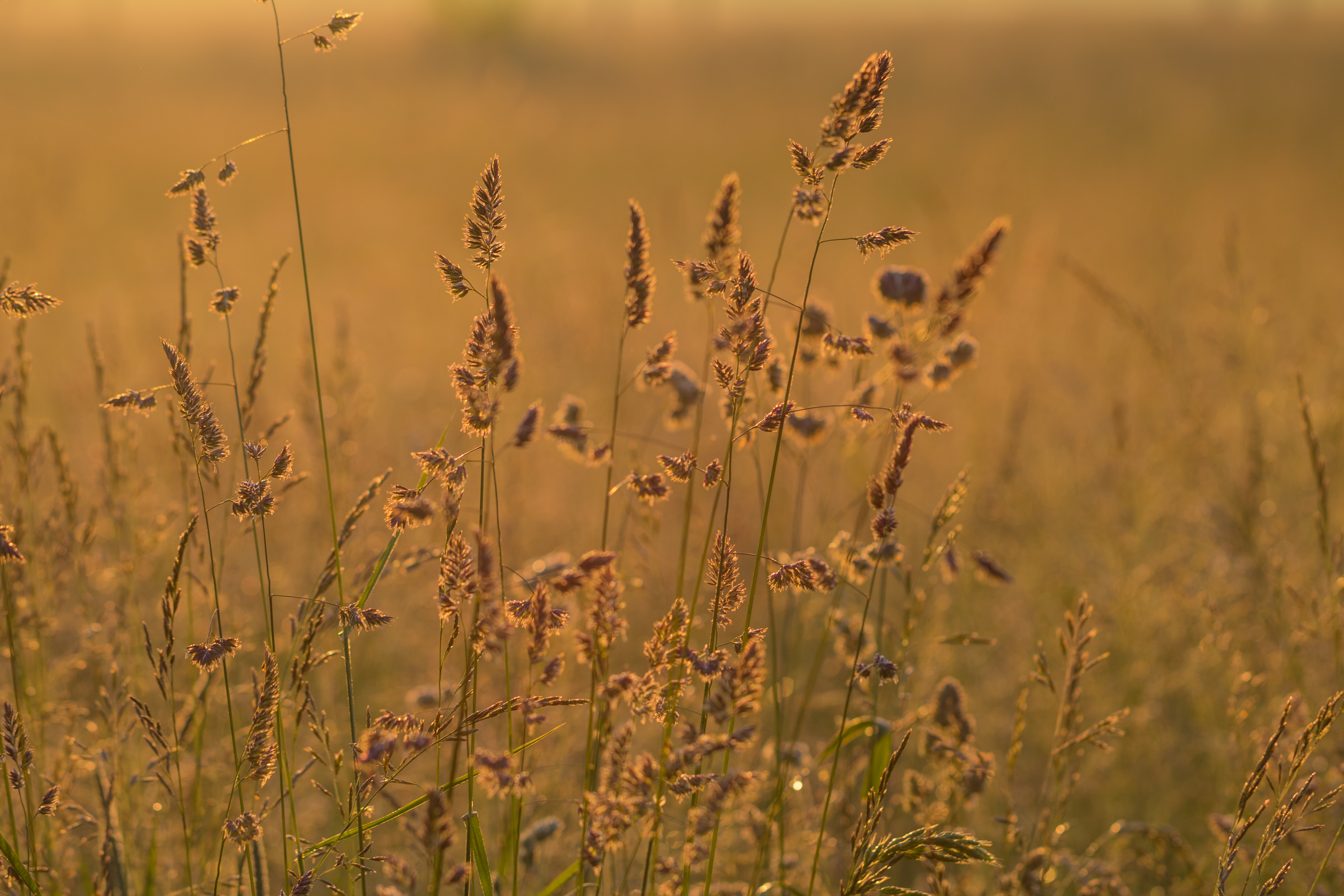 nature, field, grass, ears, dry, spikes HD wallpaper