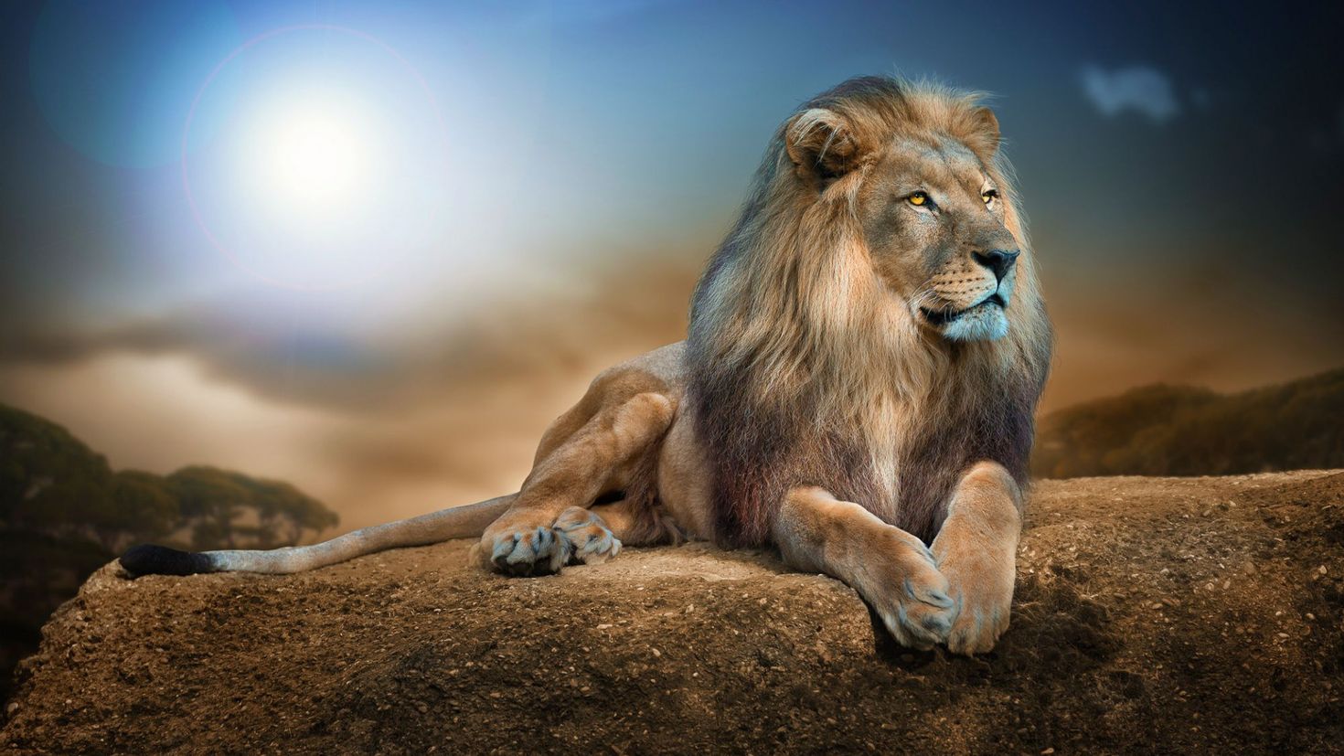 Спокойствие Льва