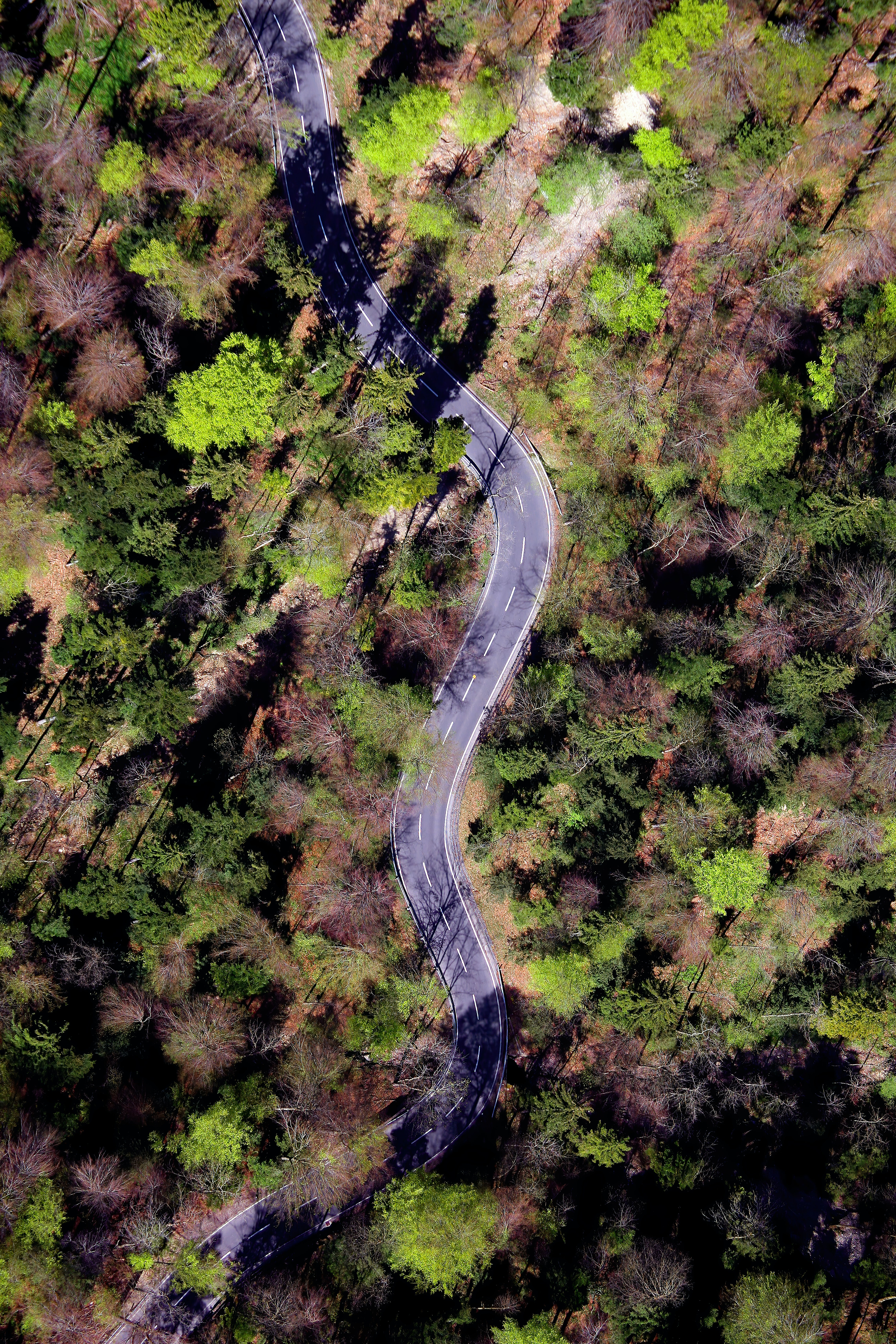 nature, trees, road, forest, winding, sinuous cellphone