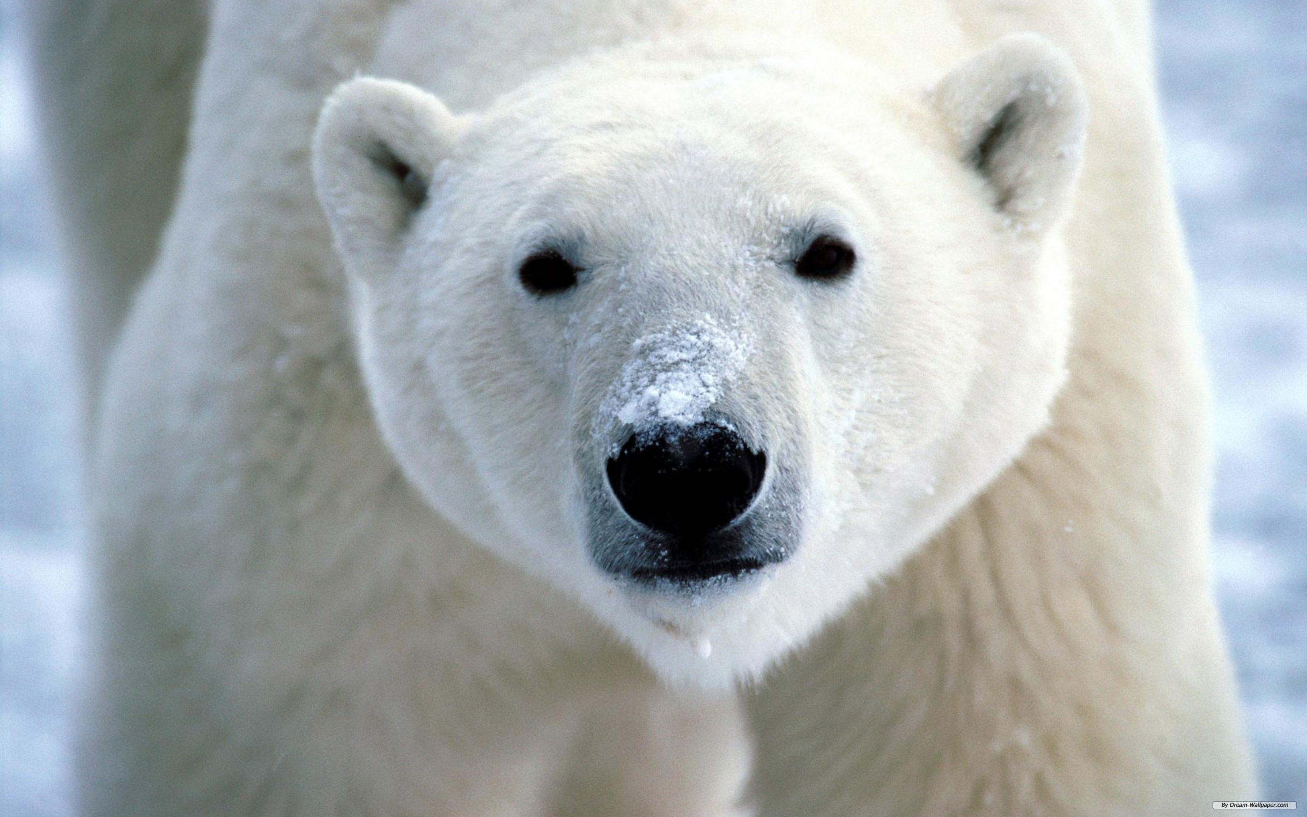 animal, polar bear, bears Full HD