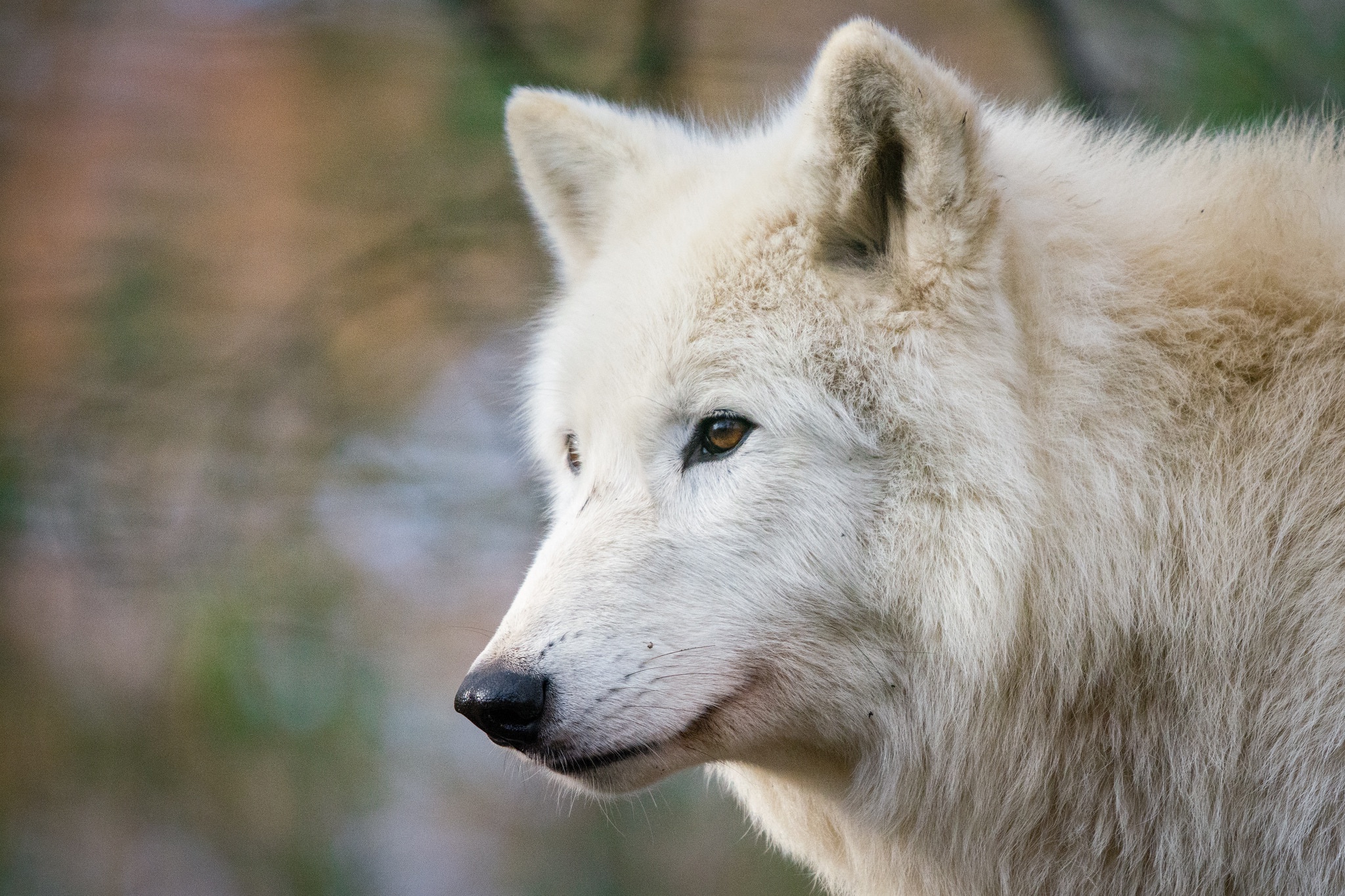 Якутский Полярный волк
