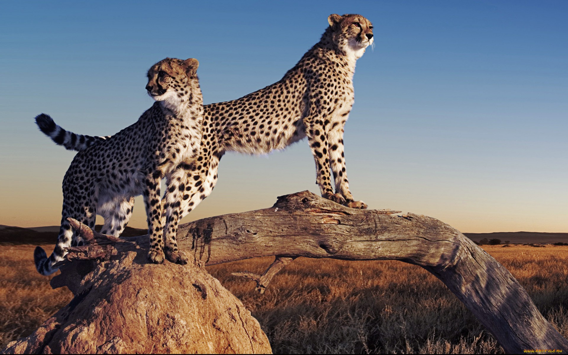 318722 descargar fondo de pantalla guepardo, animales, gatos: protectores de pantalla e imágenes gratis
