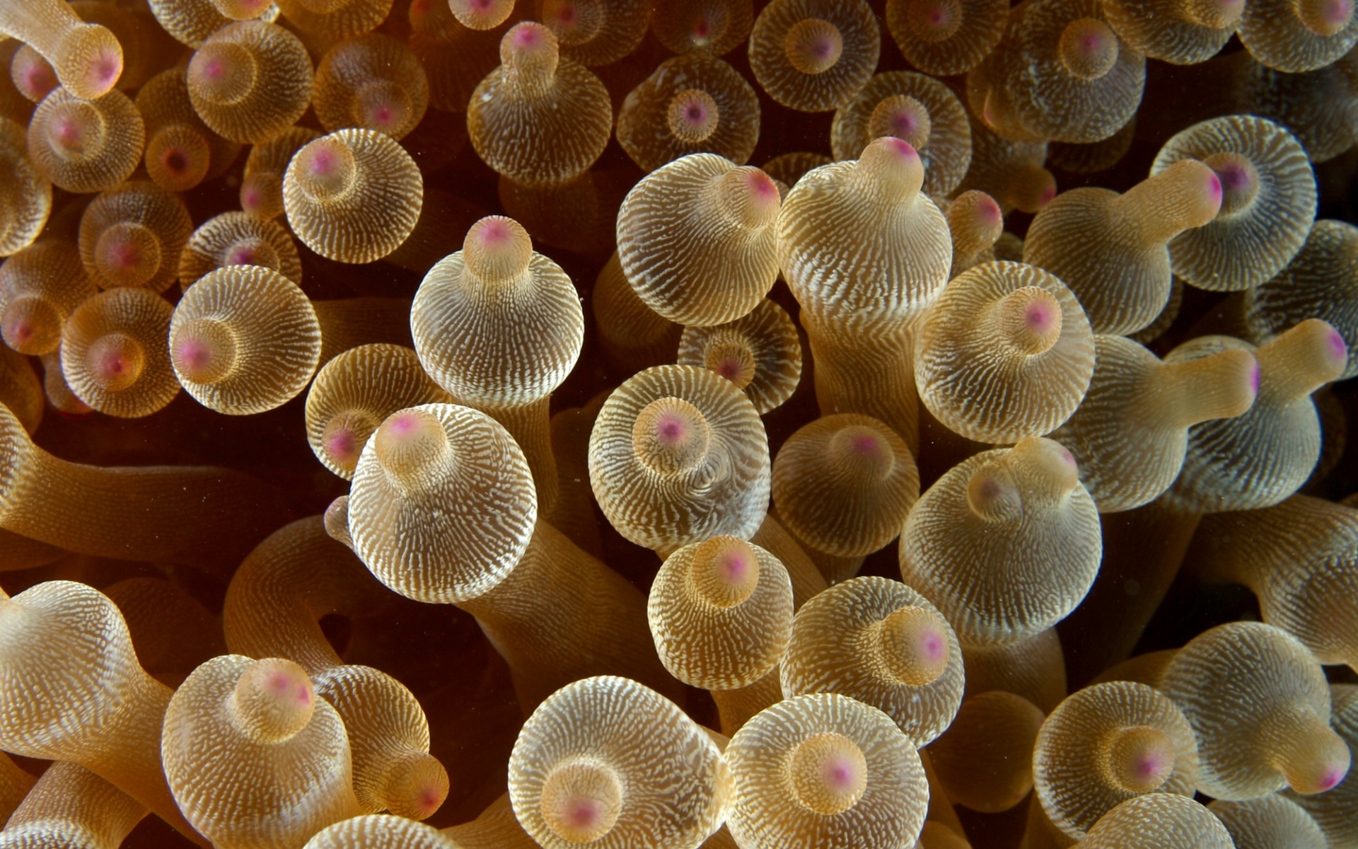 sea life, animal, sea anemone