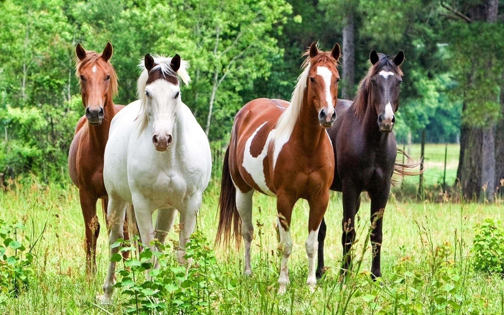 45033 descargar imagen animales, caballos, verde: fondos de pantalla y protectores de pantalla gratis