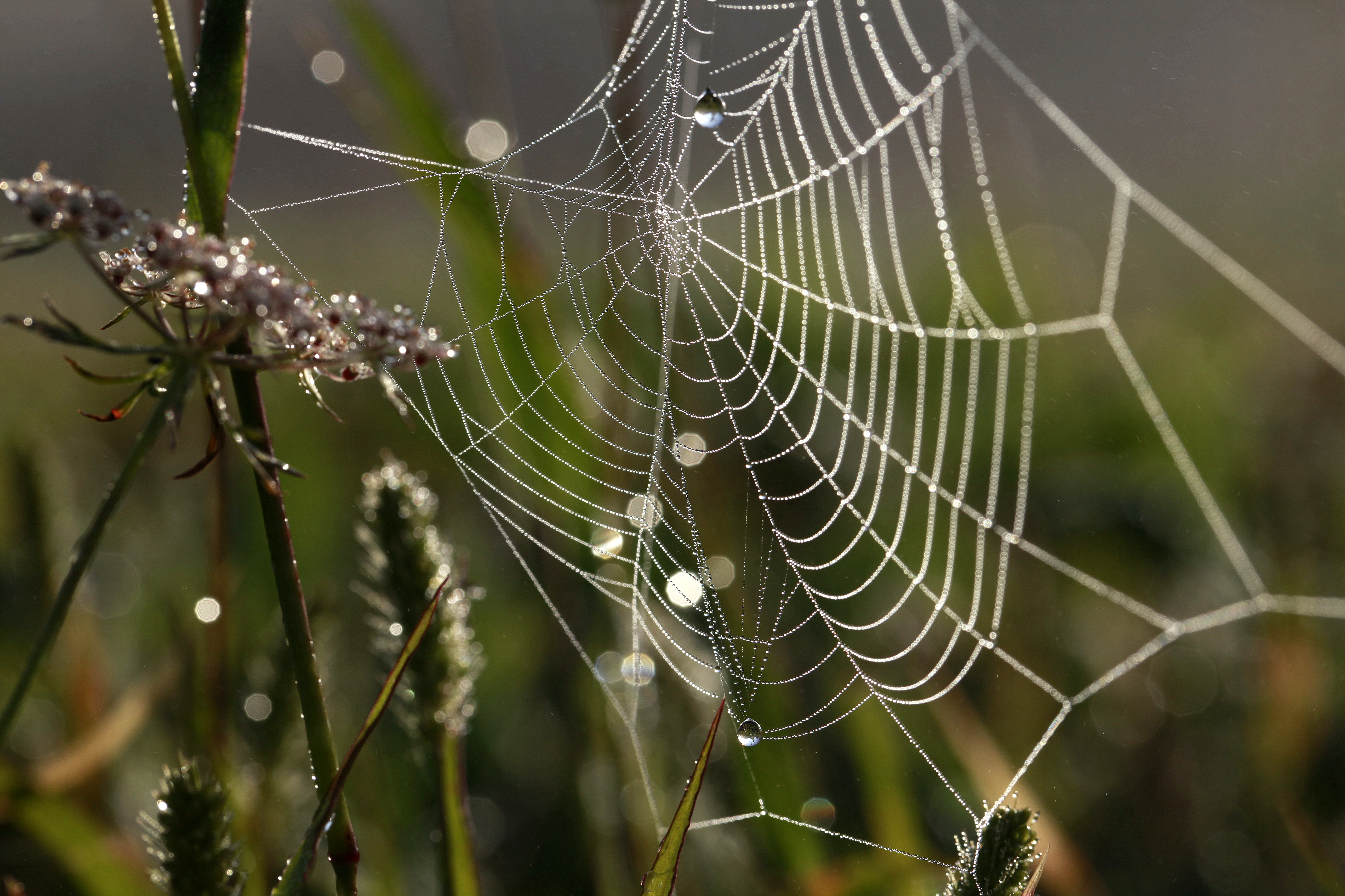 drops, web, grass, macro, dew