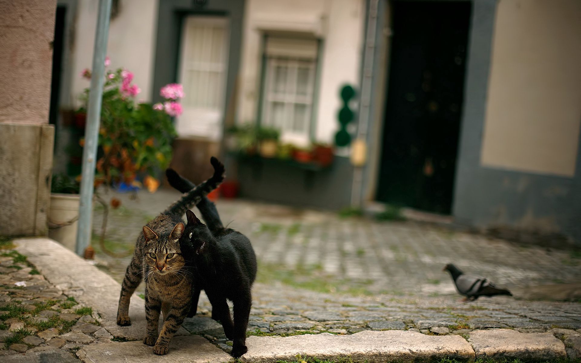 Free download wallpaper Animals, Pair, Stroll, Dove, Street, Couple, Cats on your PC desktop