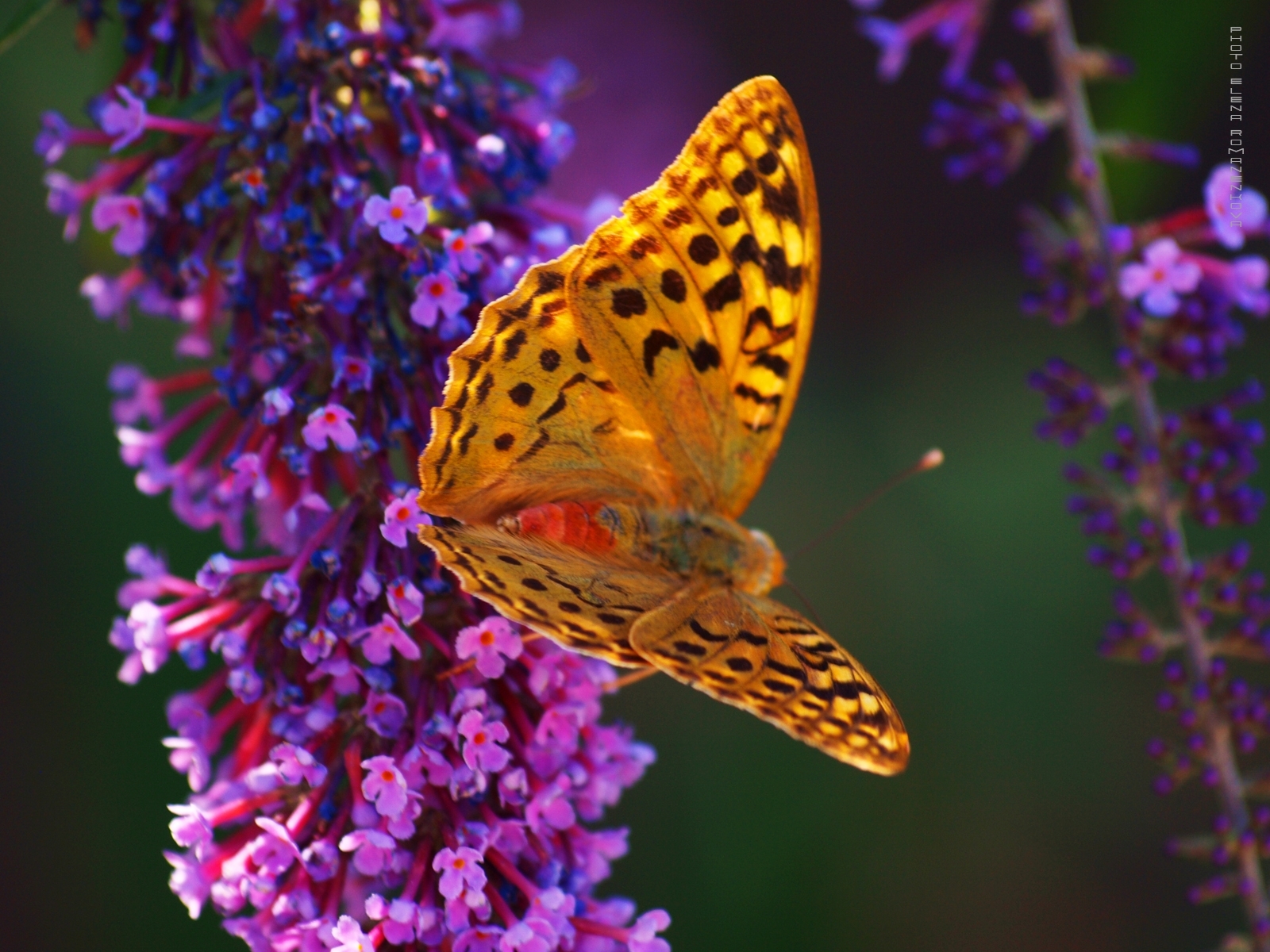 HD wallpaper butterflies, insects