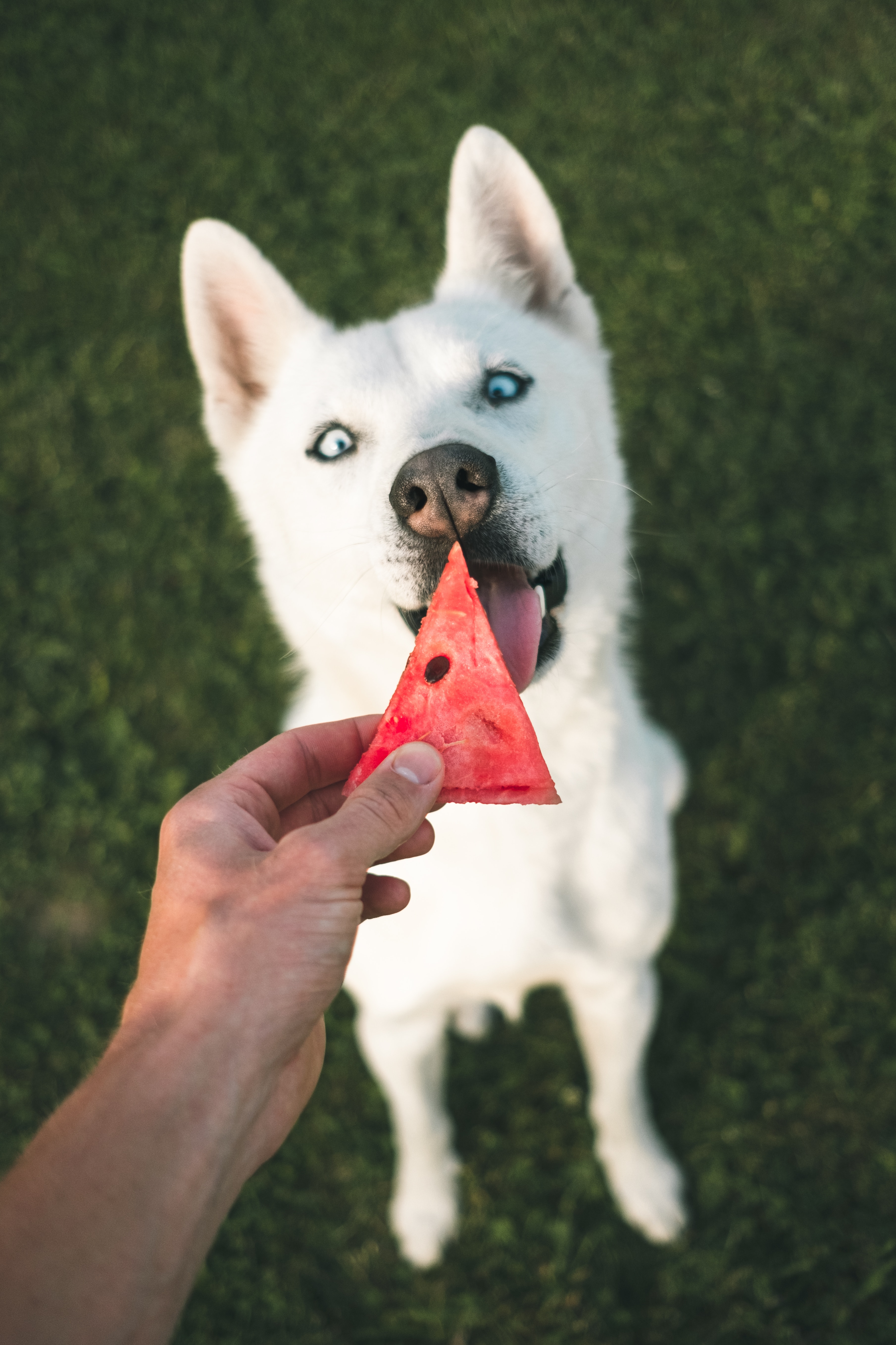 Download mobile wallpaper Animals, Watermelon, Dog, Husky, Hand for free.