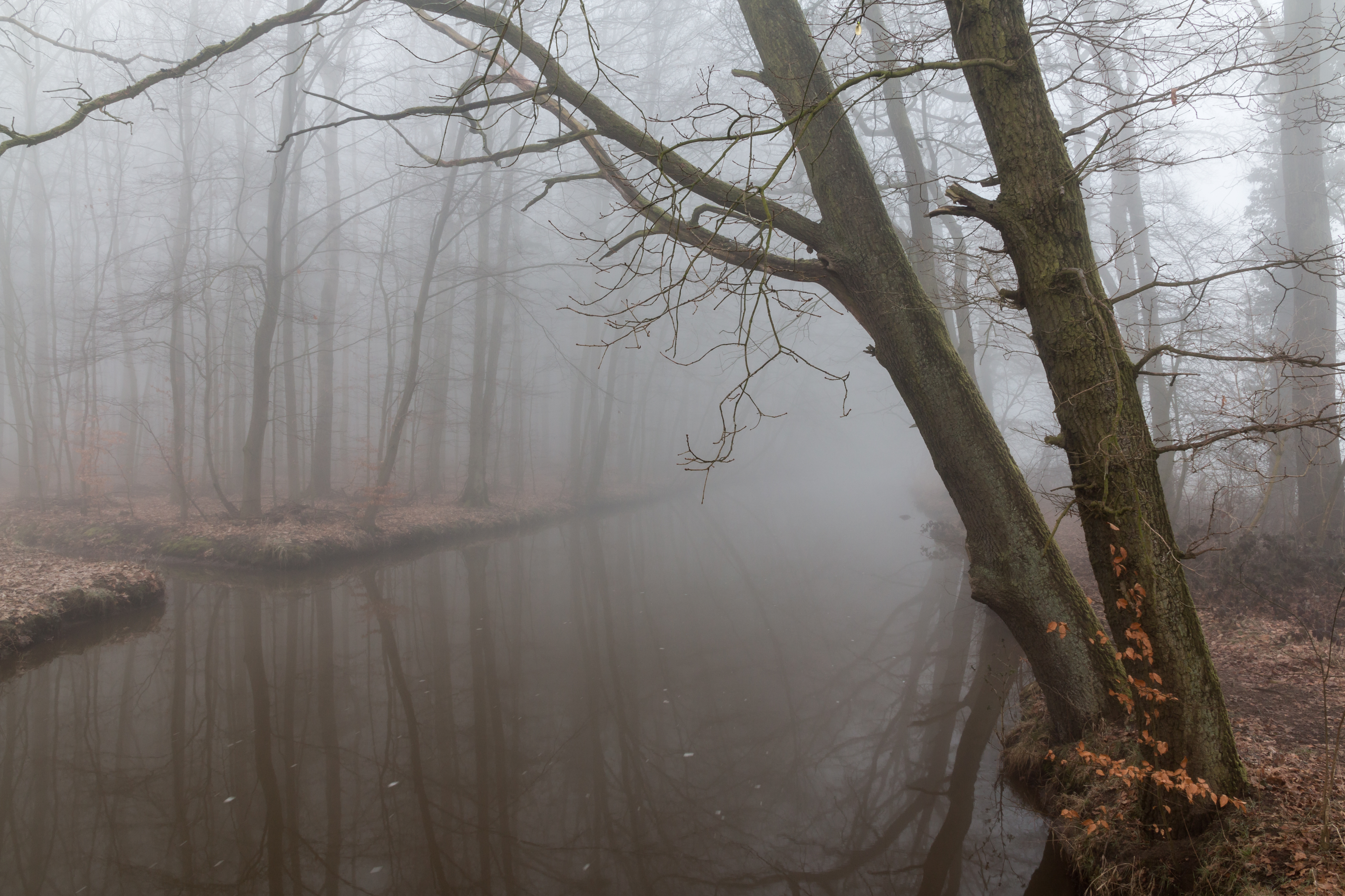 gloomy, nature, reflection, fog, branches, gloomily