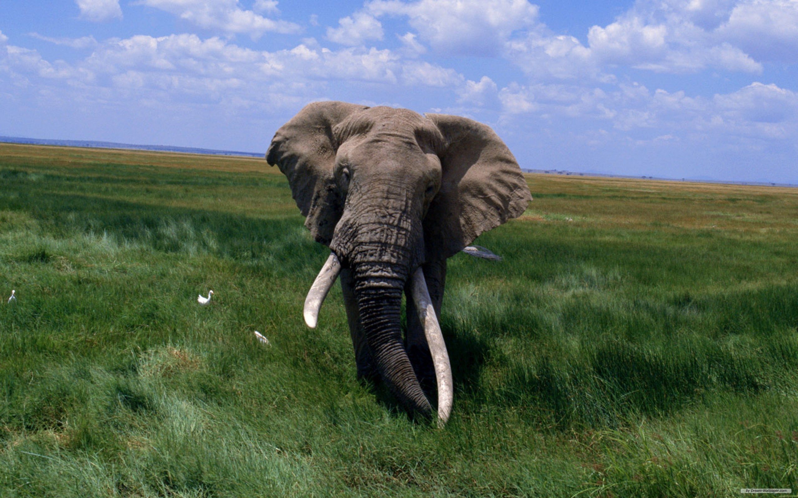 175303 завантажити шпалери тварина, африканський чагарниковий слон, слони - заставки і картинки безкоштовно